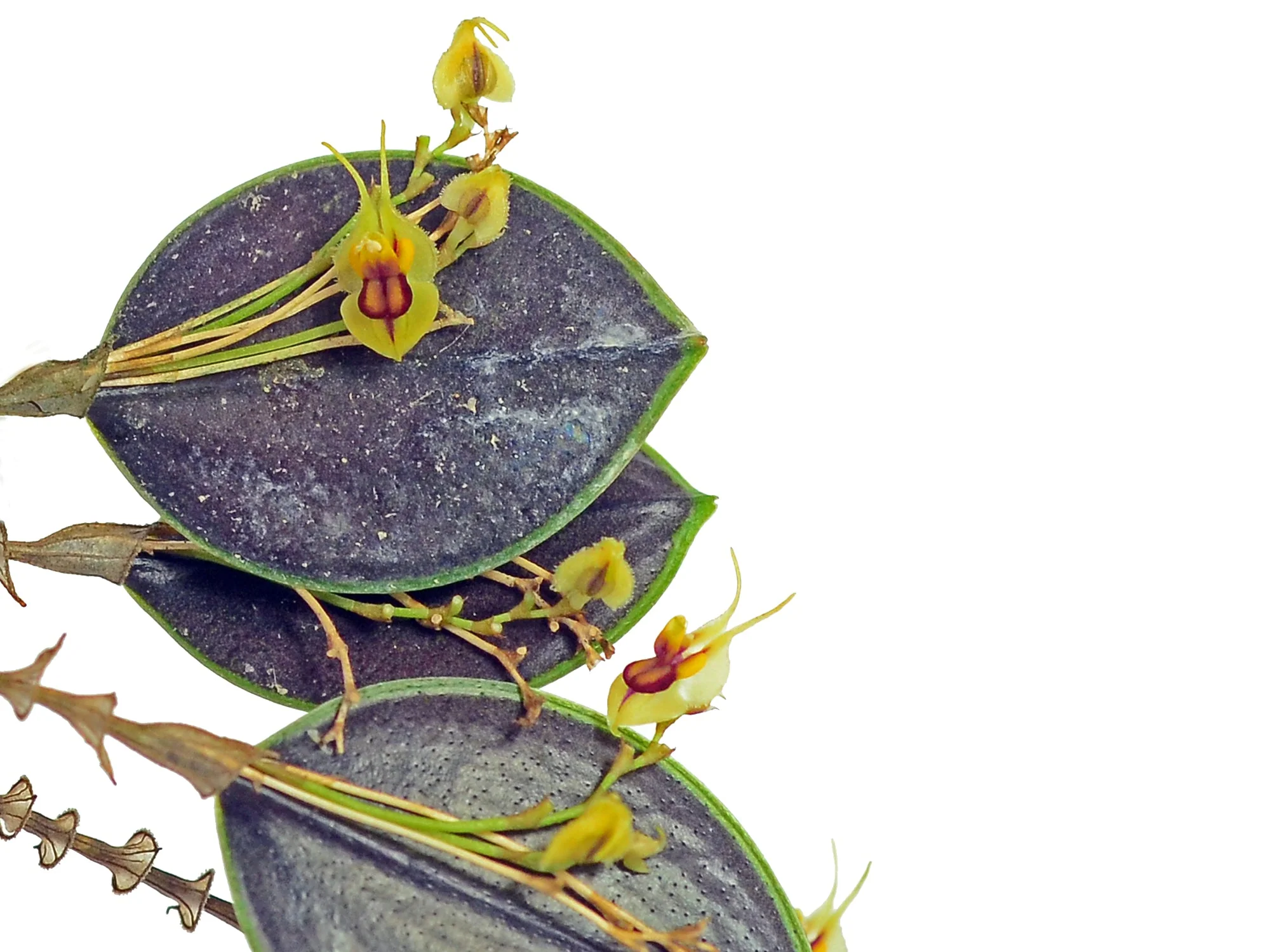 Lepanthes caloura