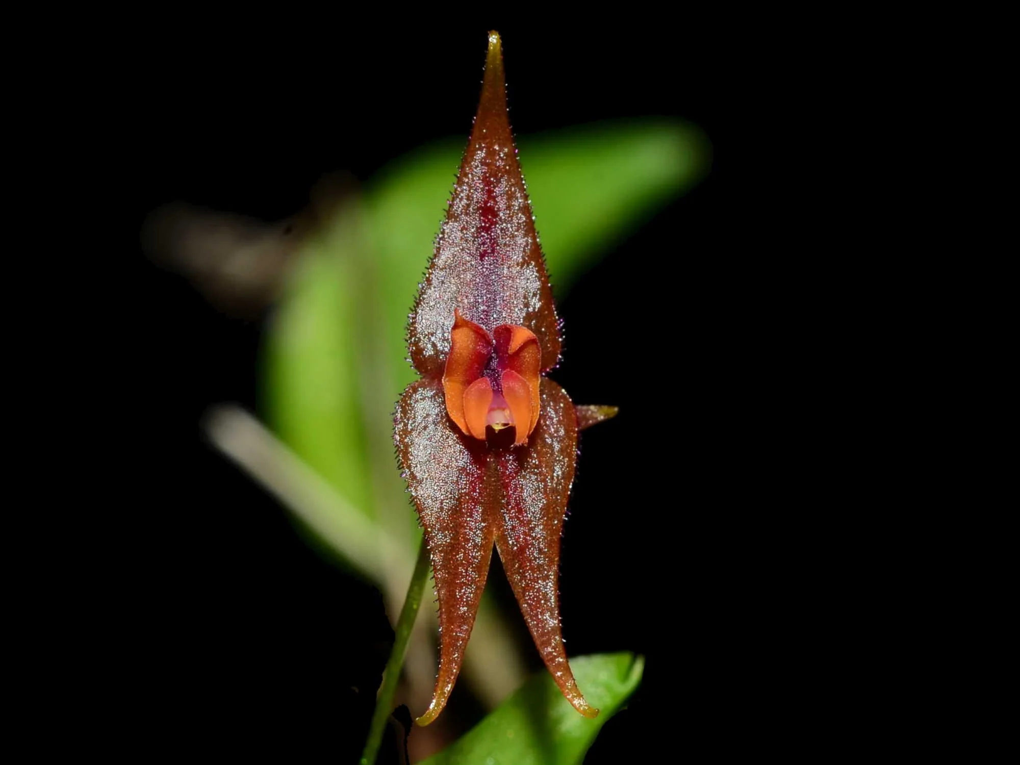 Lepanthes clareae - Image 2