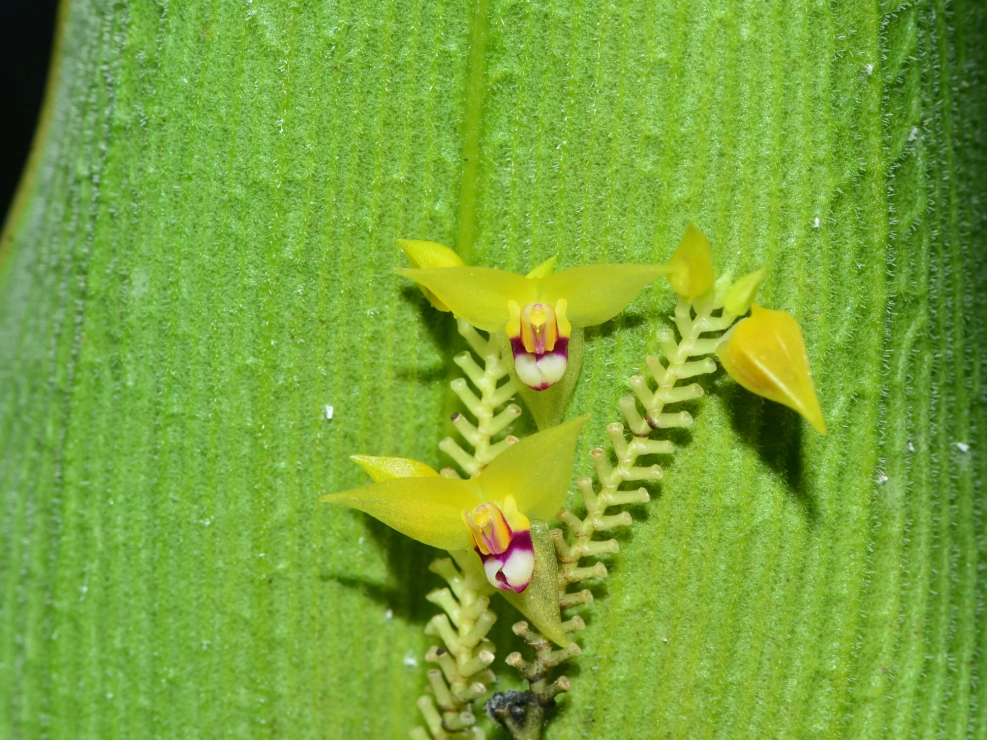 Lepanthes condorensis - Image 2