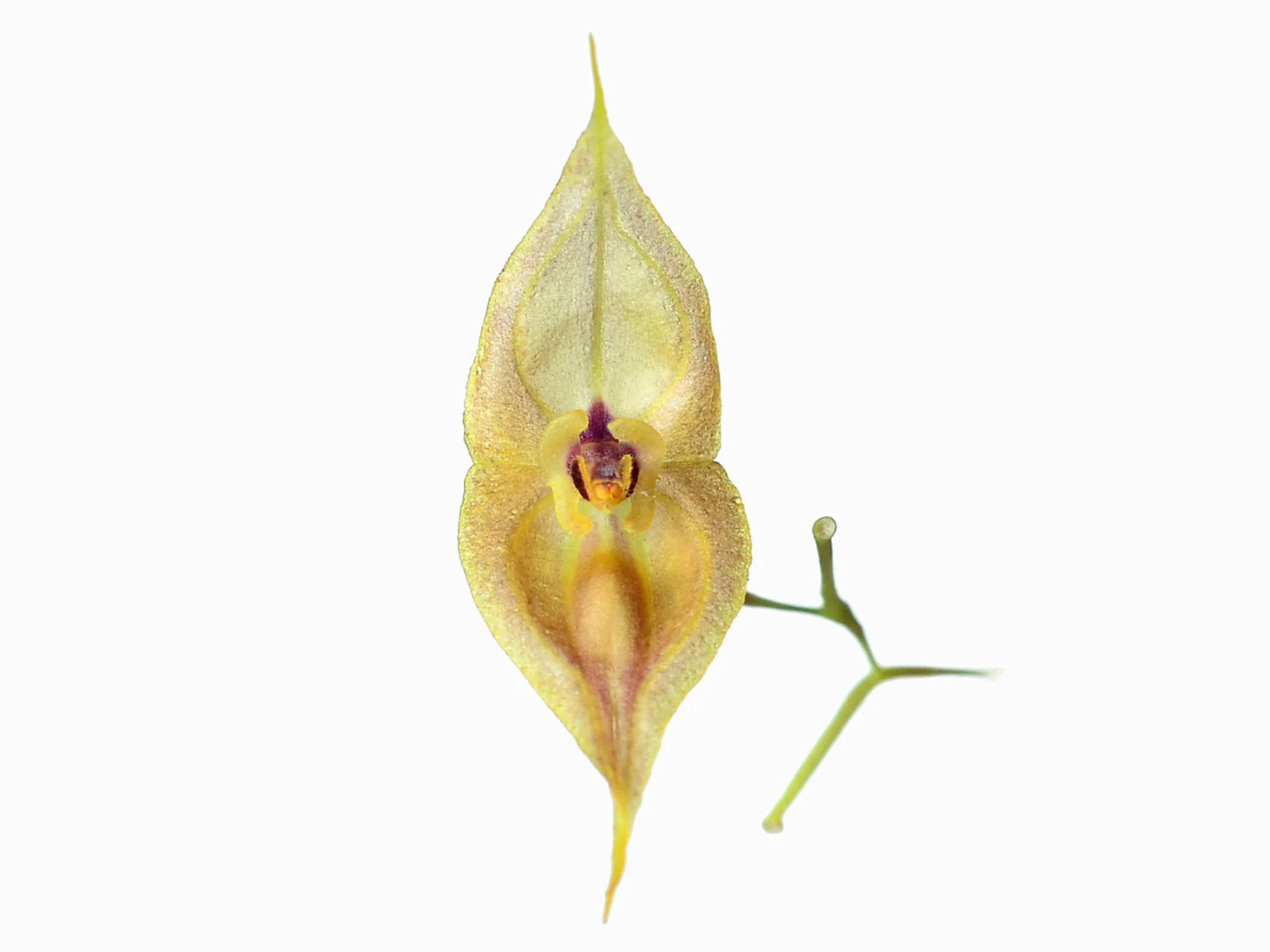 Lepanthes dalessandroi - Image 2