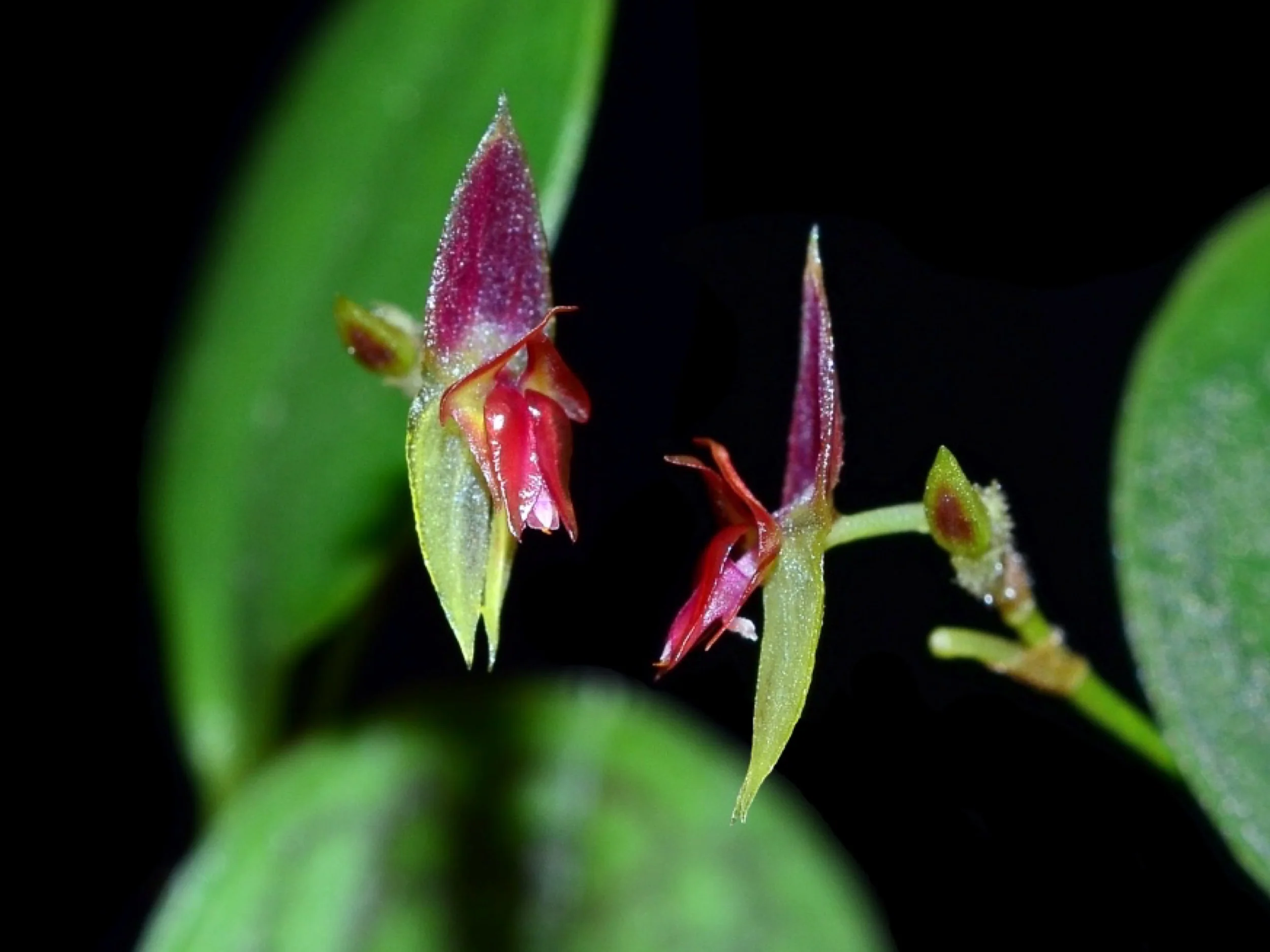 Lepanthes dictydion
