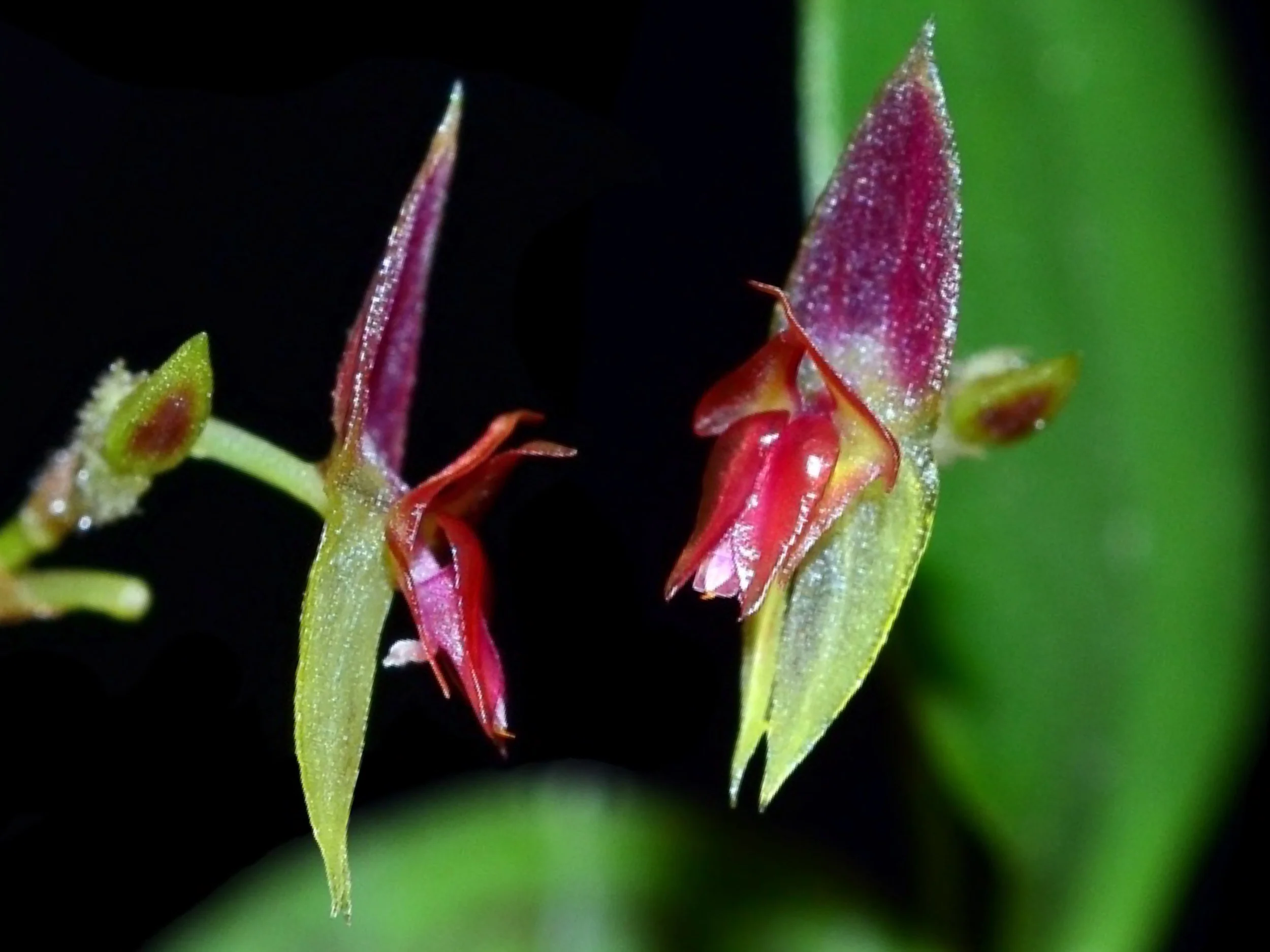 Lepanthes dictydion - Image 2
