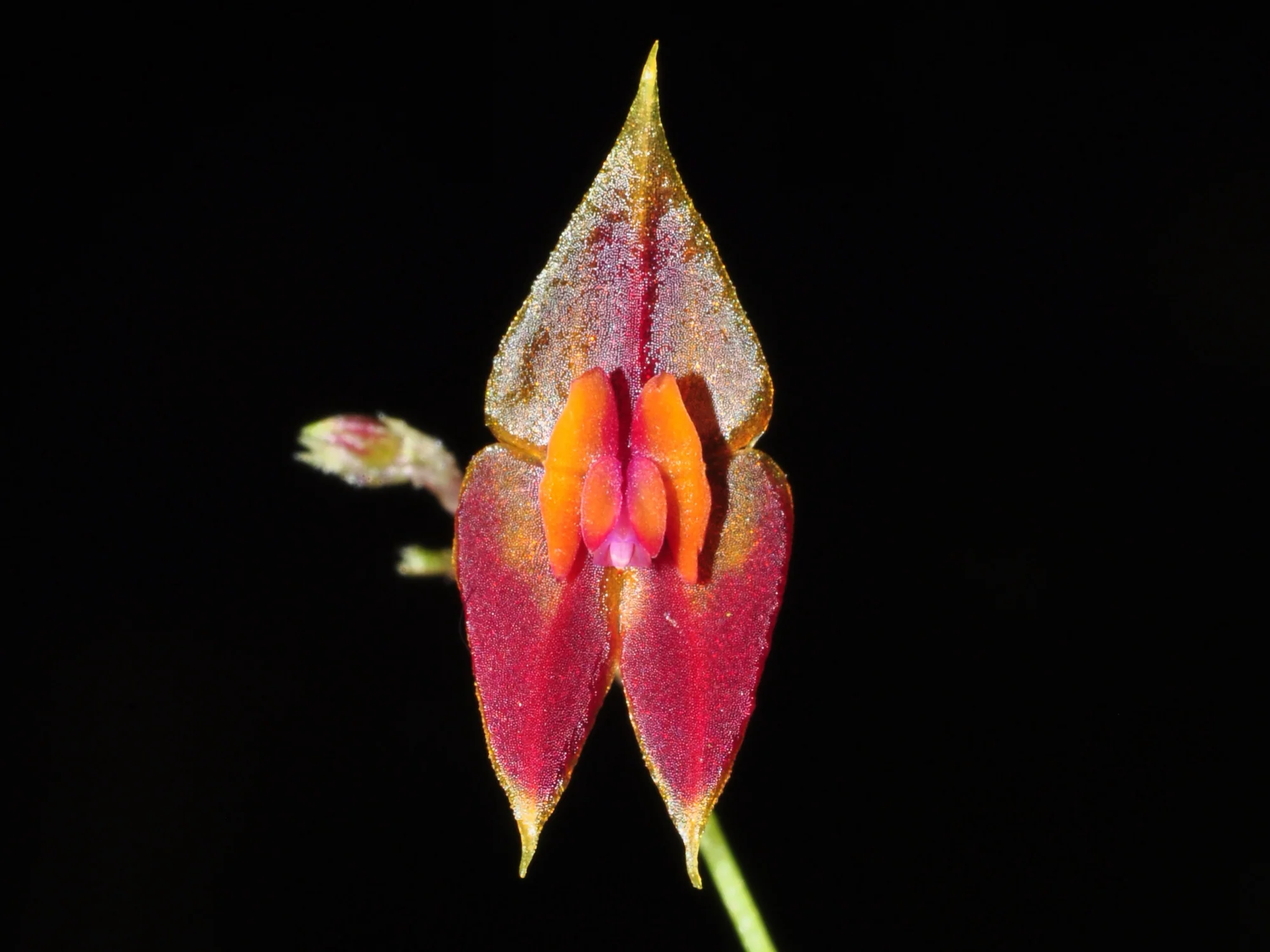 Lepanthes discolor OP in vitro