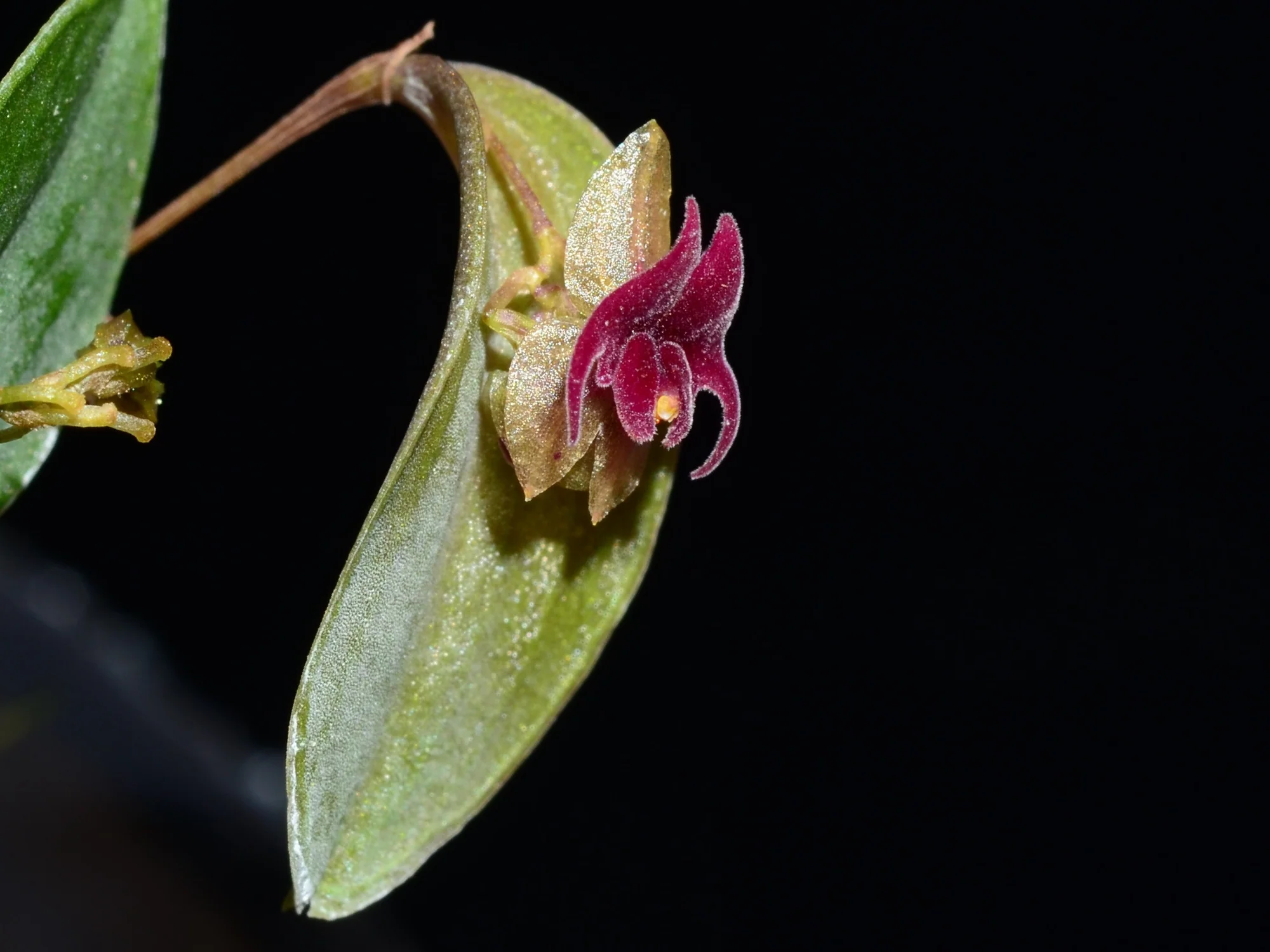 Lepanthes expansa OP in vitro