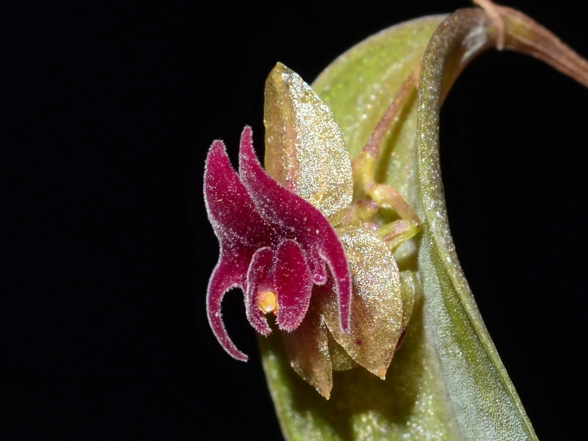 Lepanthes expansa OP in vitro - Image 2