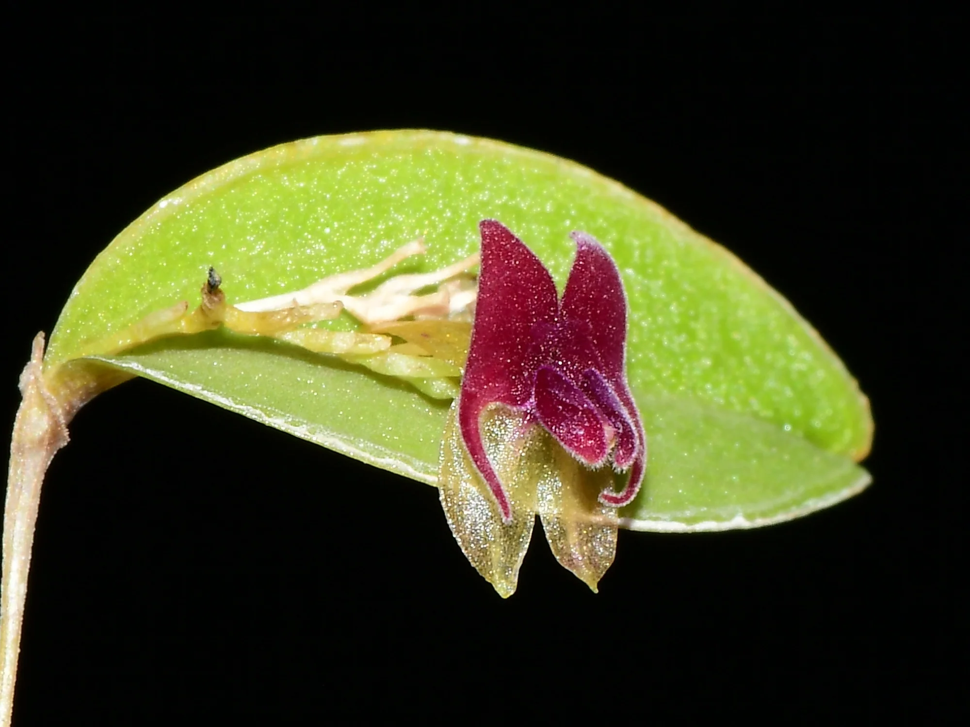 Lepanthes expansa OP in vitro - Image 3