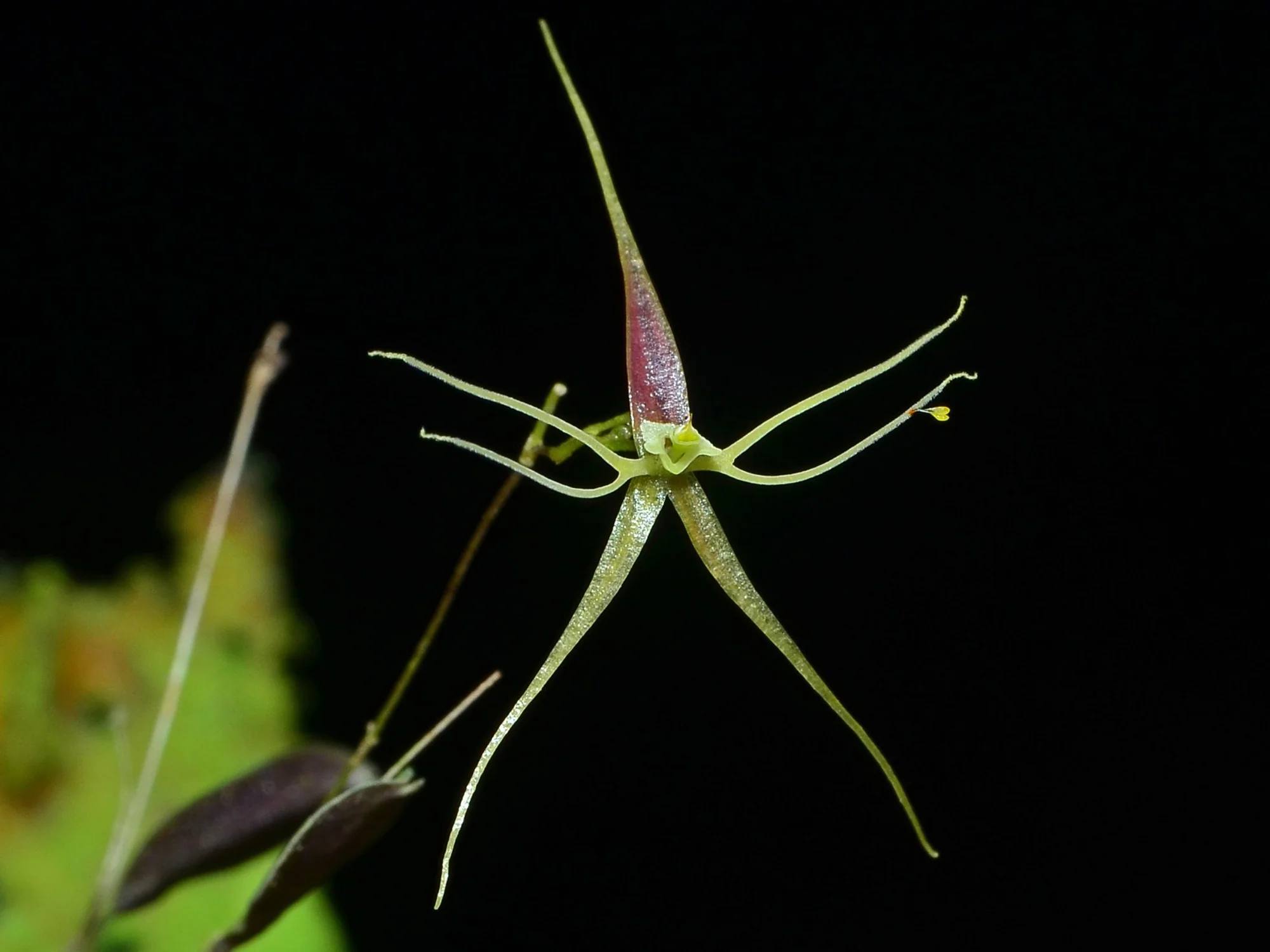 Lepanthes filamentosa OP in vitro