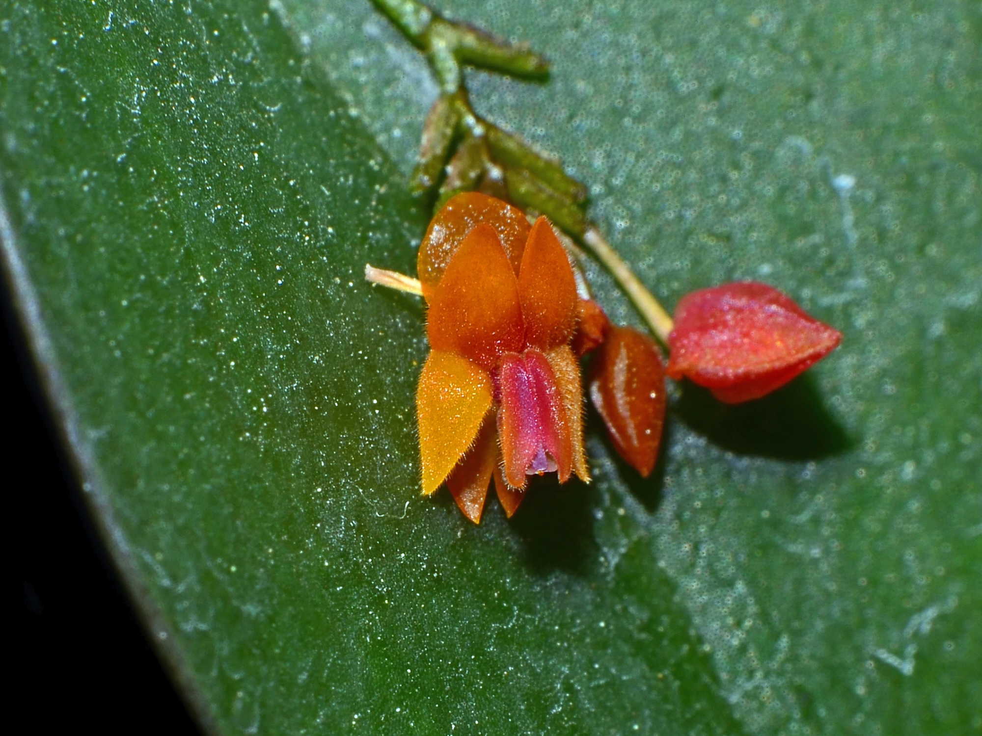 Lepanthes fimbriata - Image 2