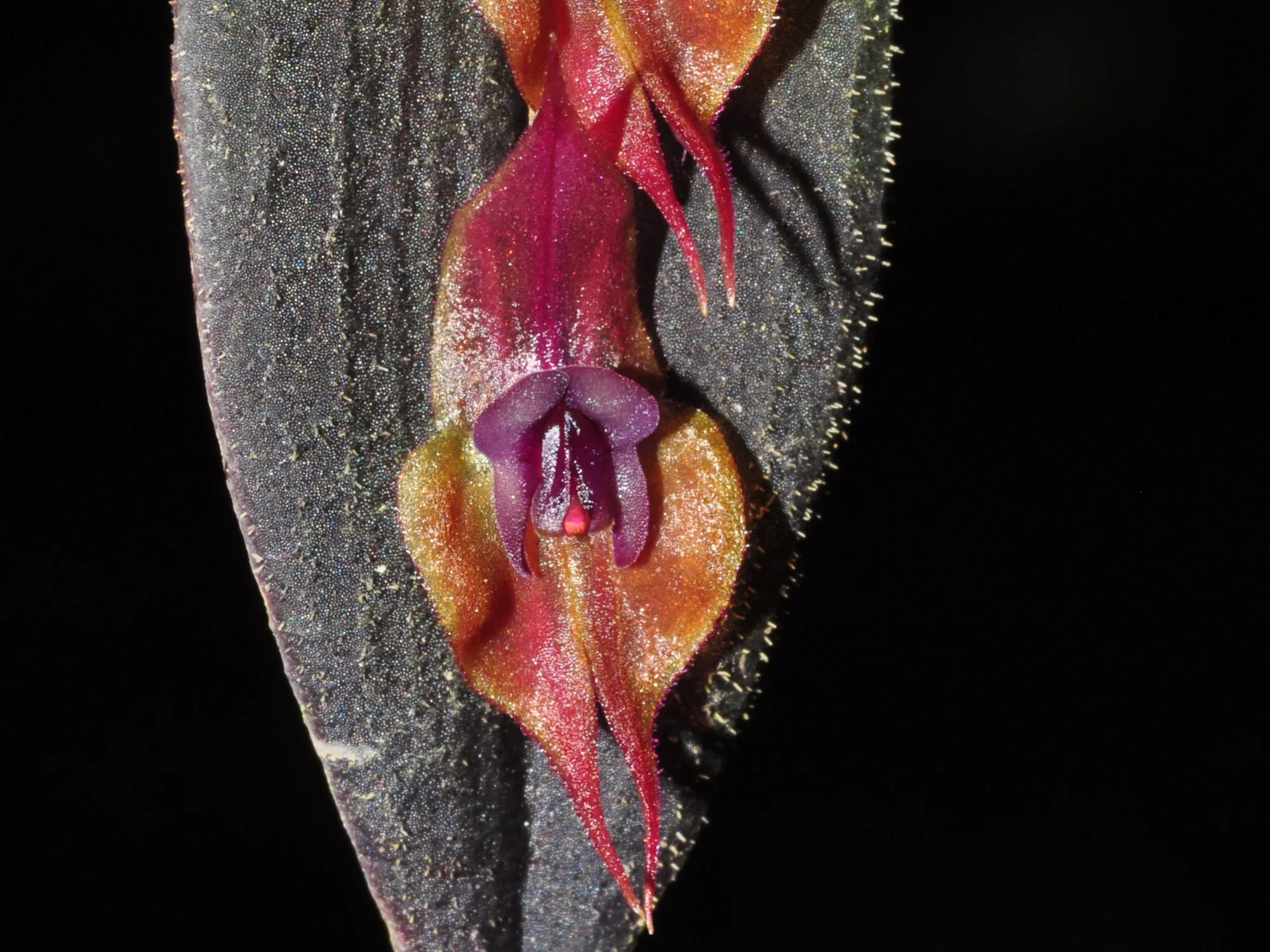 Lepanthes gargoyla - Image 2