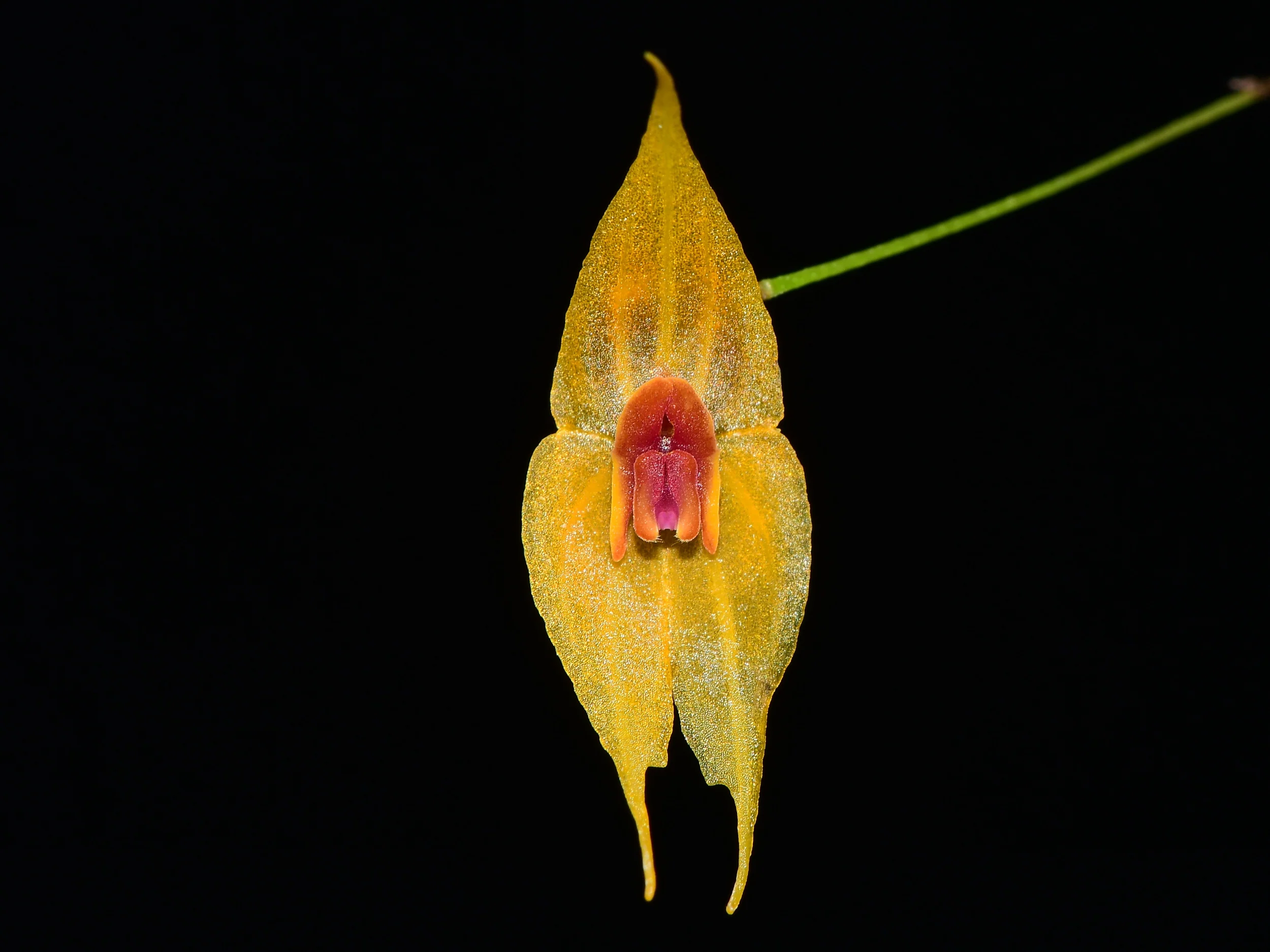 Lepanthes guatemalensis