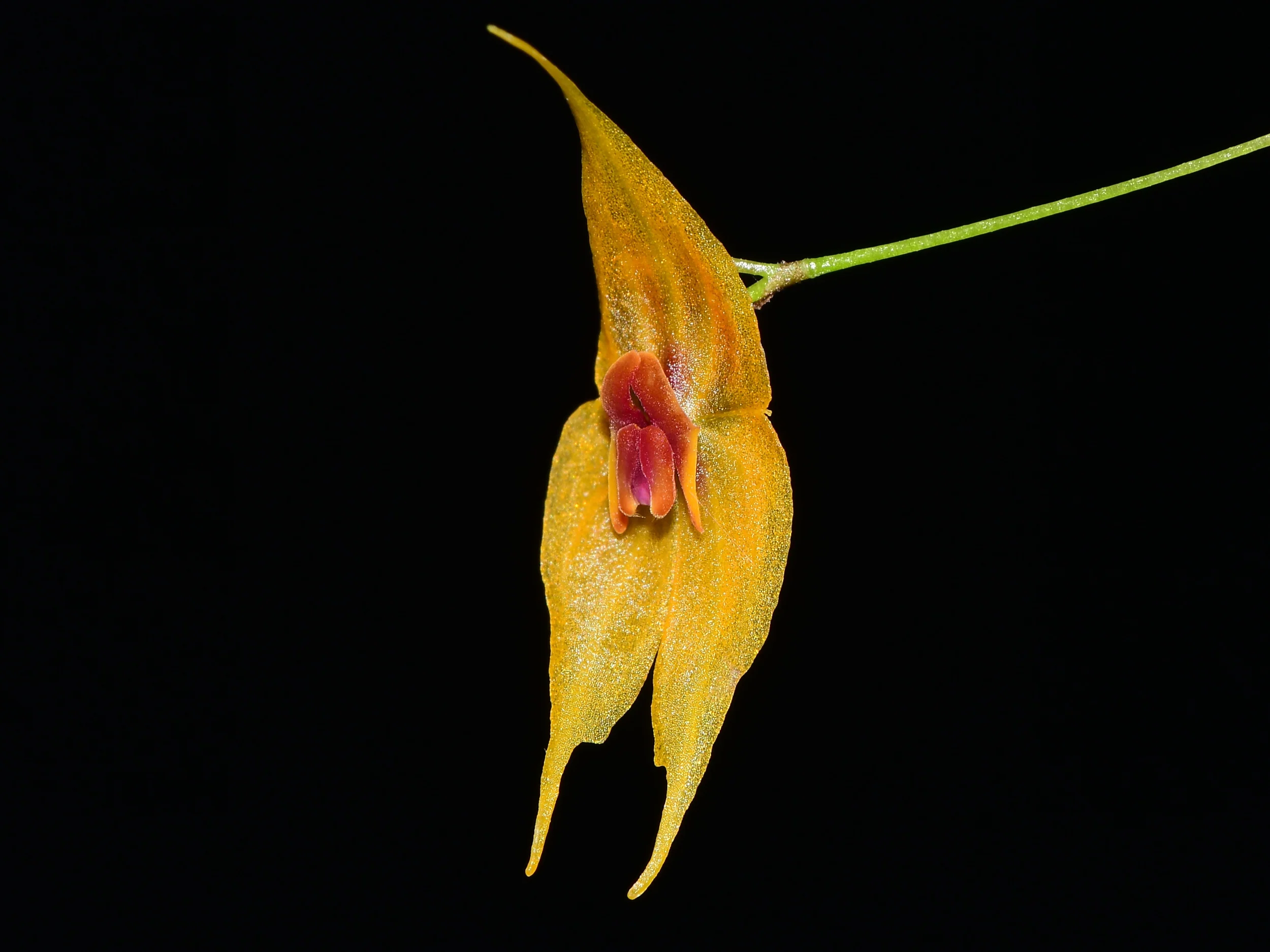 Lepanthes guatemalensis - Image 2