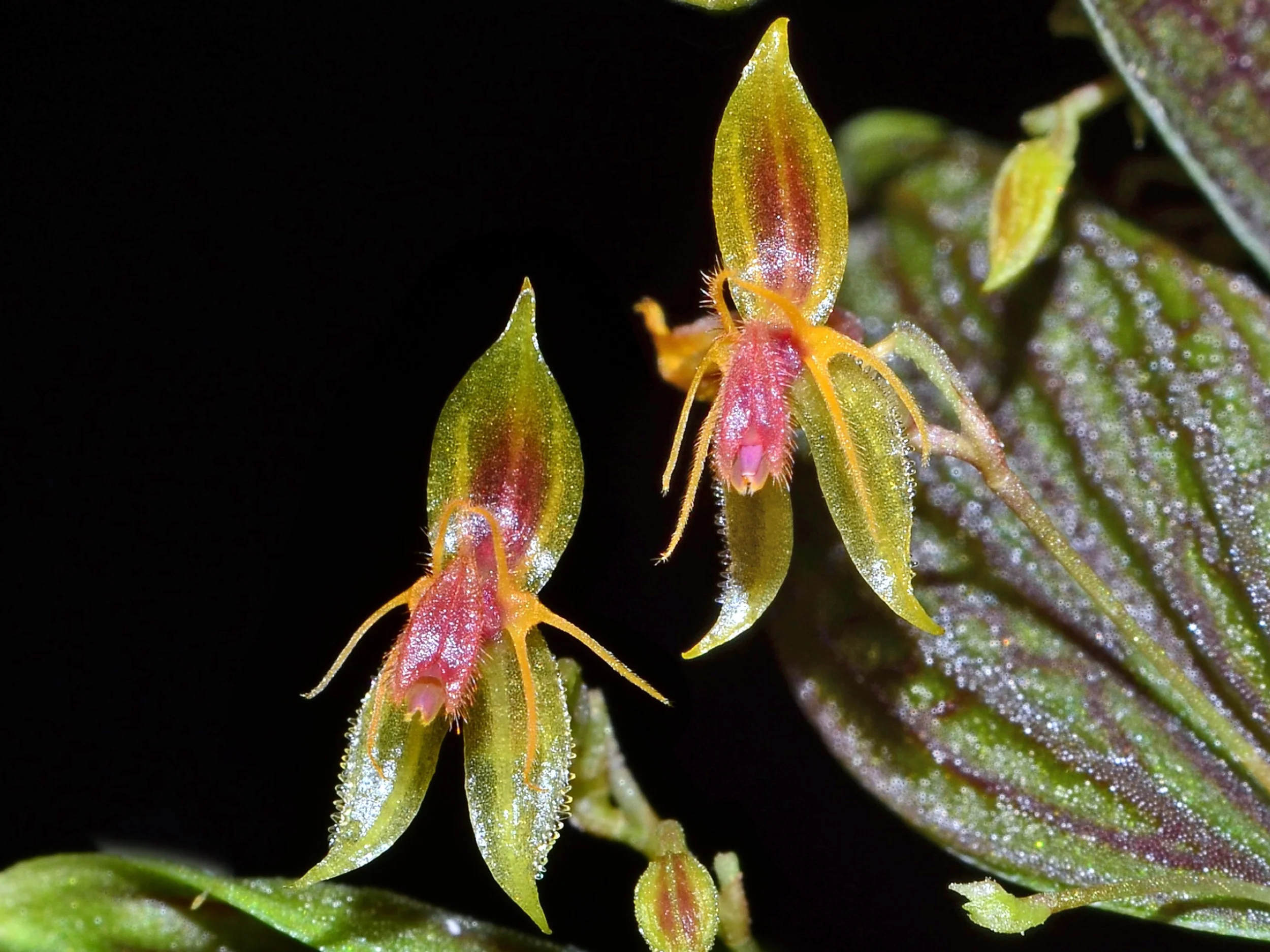 Lepanthes hexapus OP in vitro