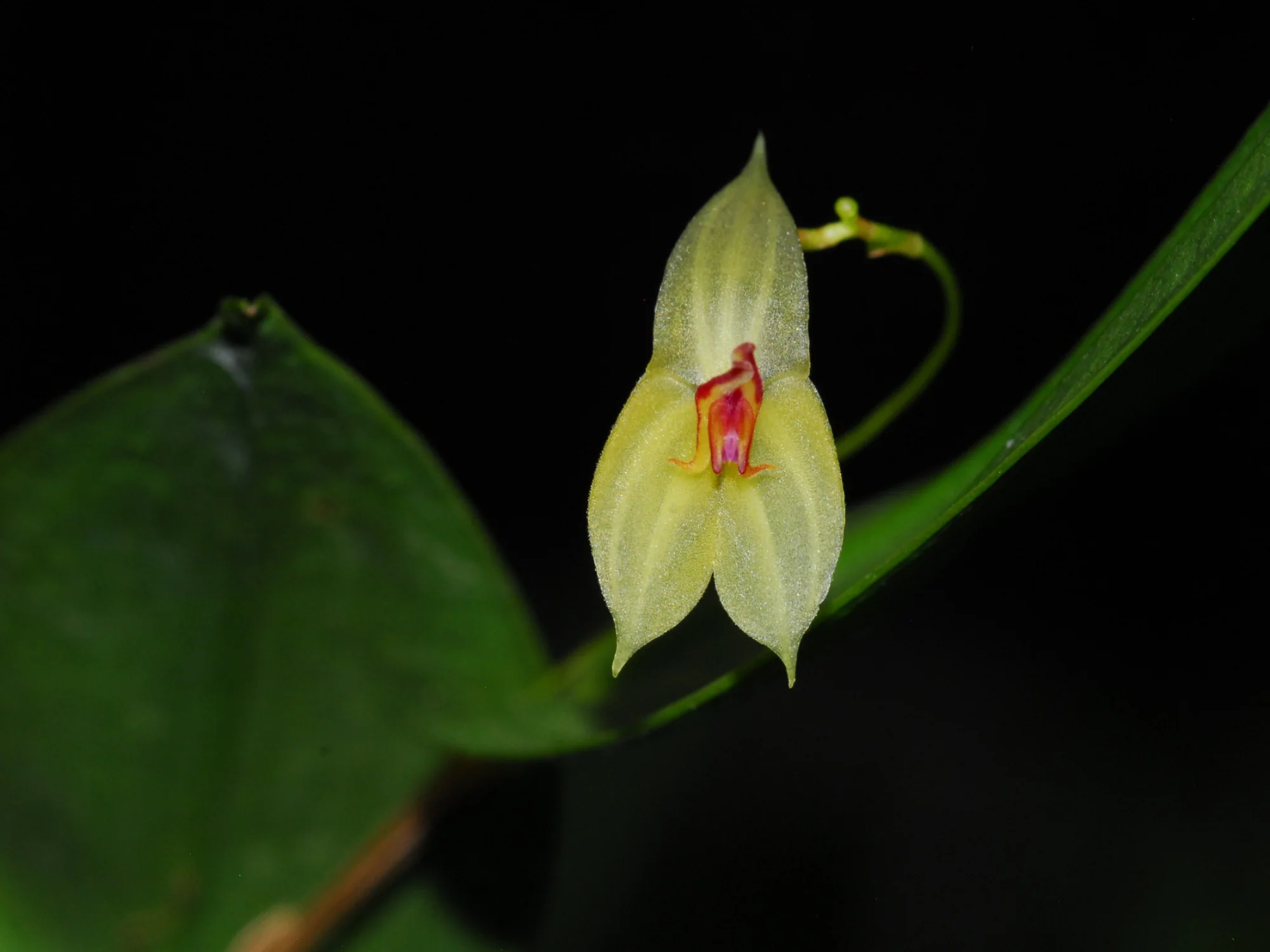 Lepanthes ligiae
