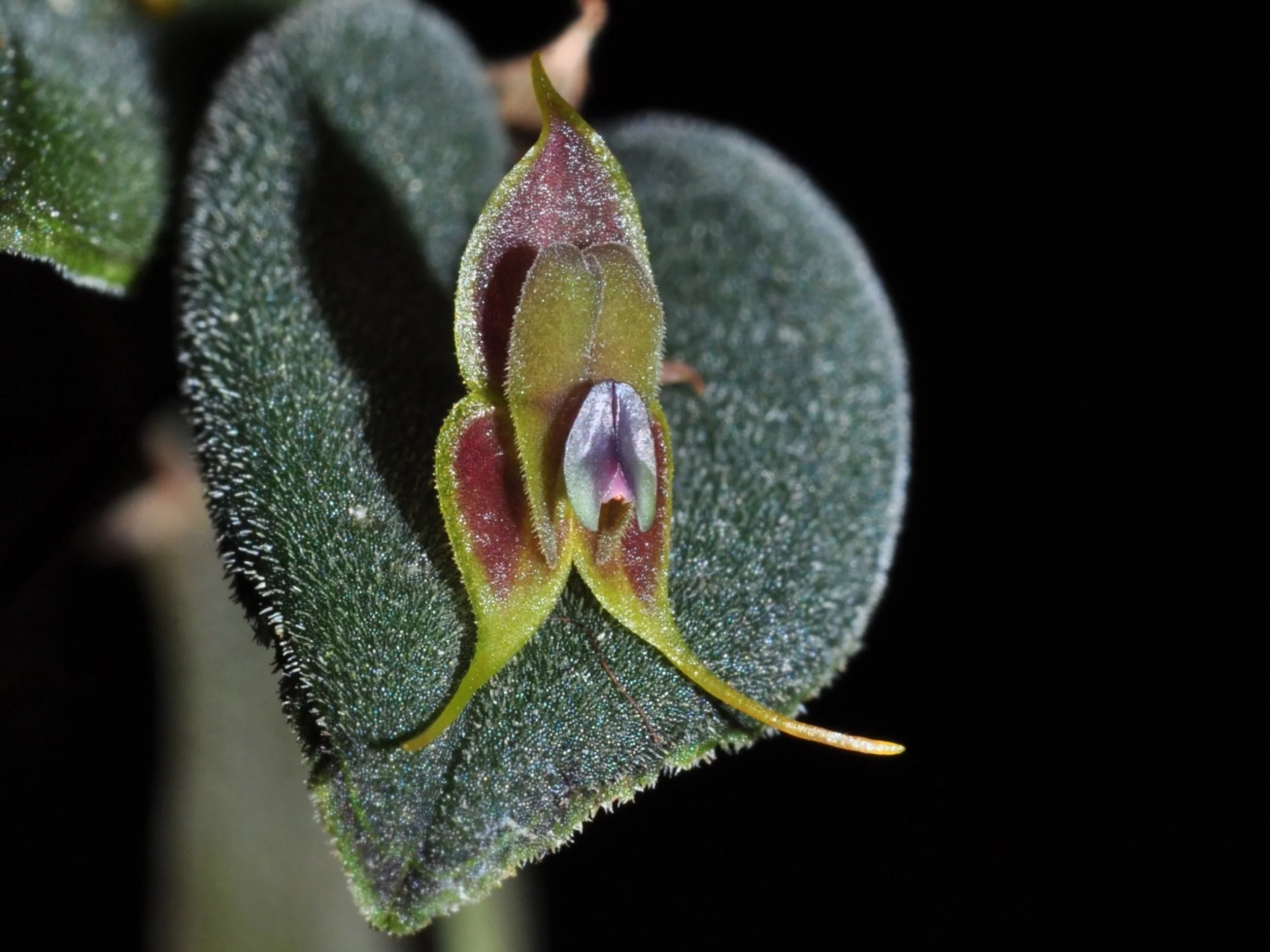 Lepanthes manabina