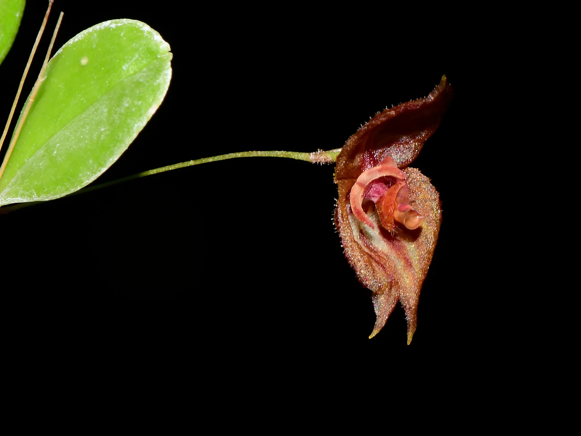 Lepanthes mulleriana OP in vitro - Image 2