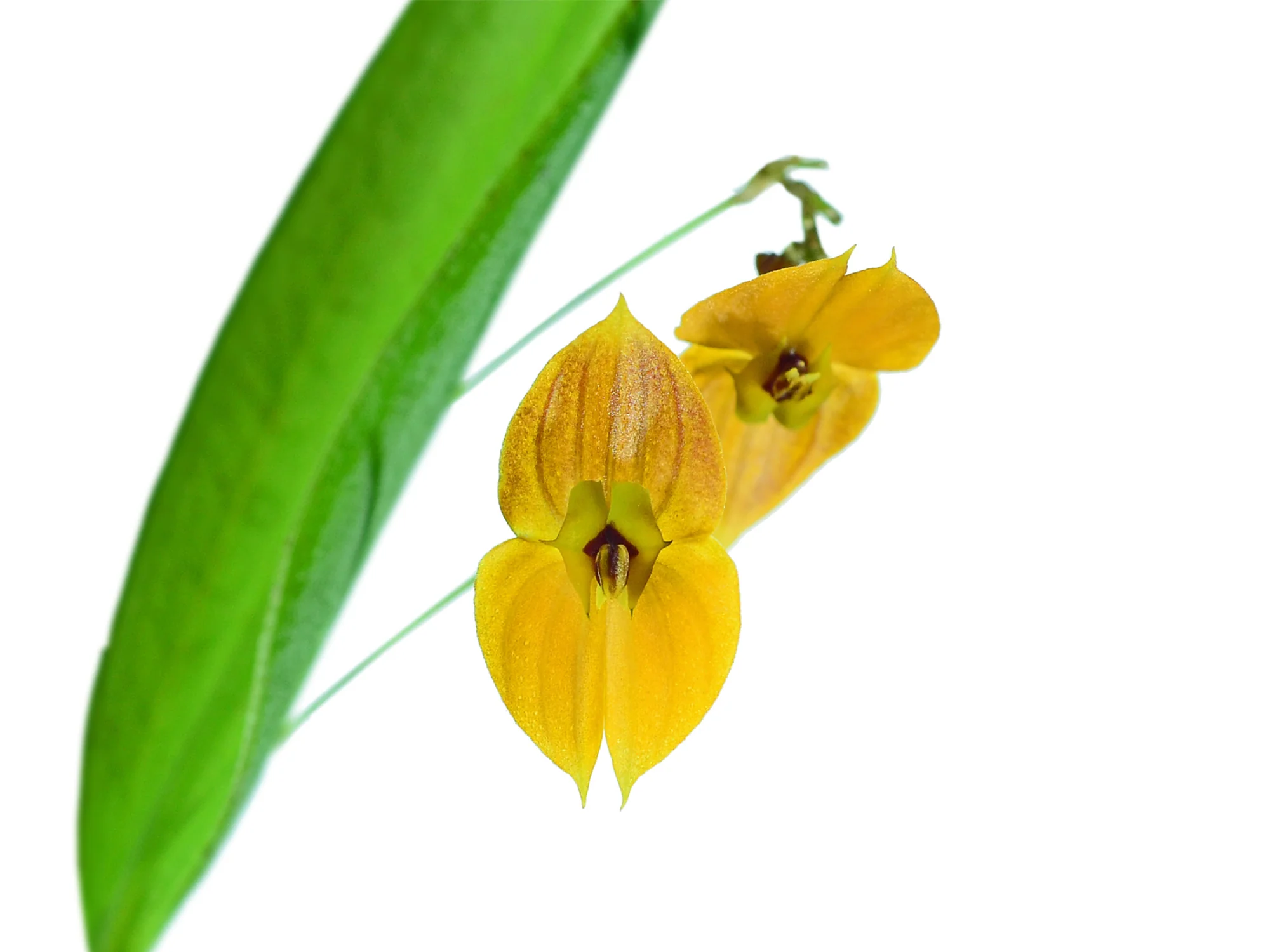 Lepanthes ophelma