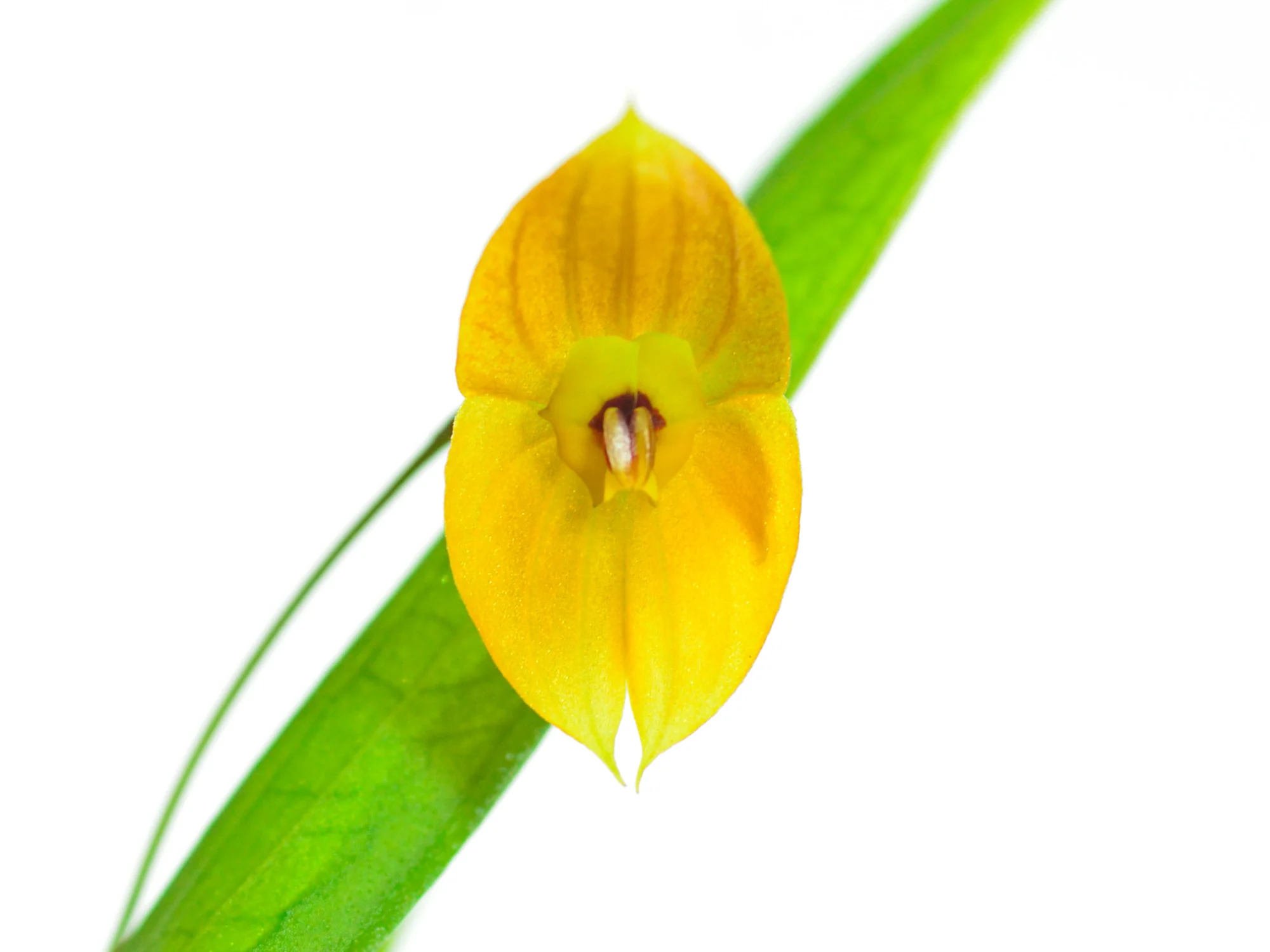Lepanthes ophelma - Image 2