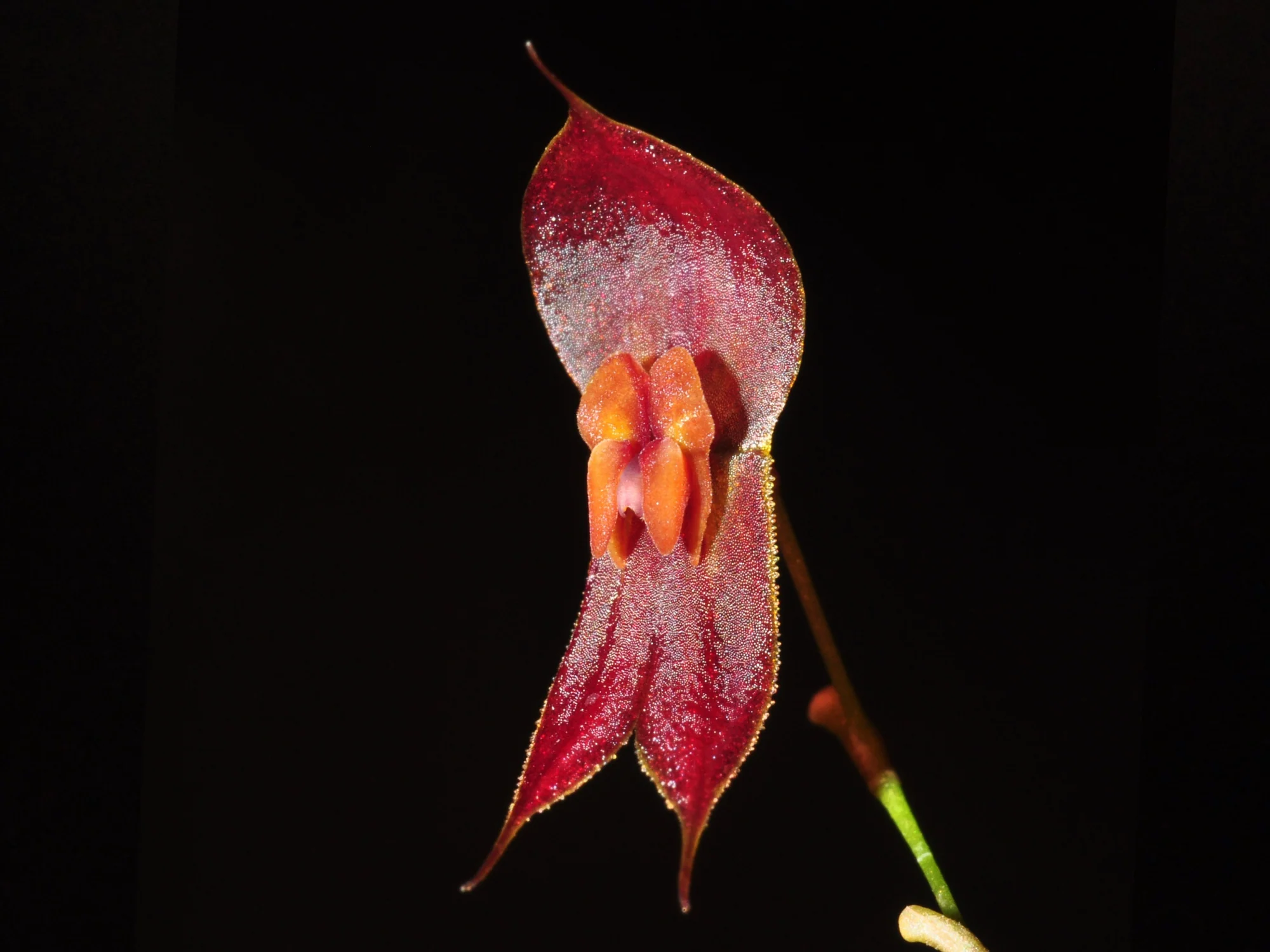 Lepanthes ophioglossa OP in vitro
