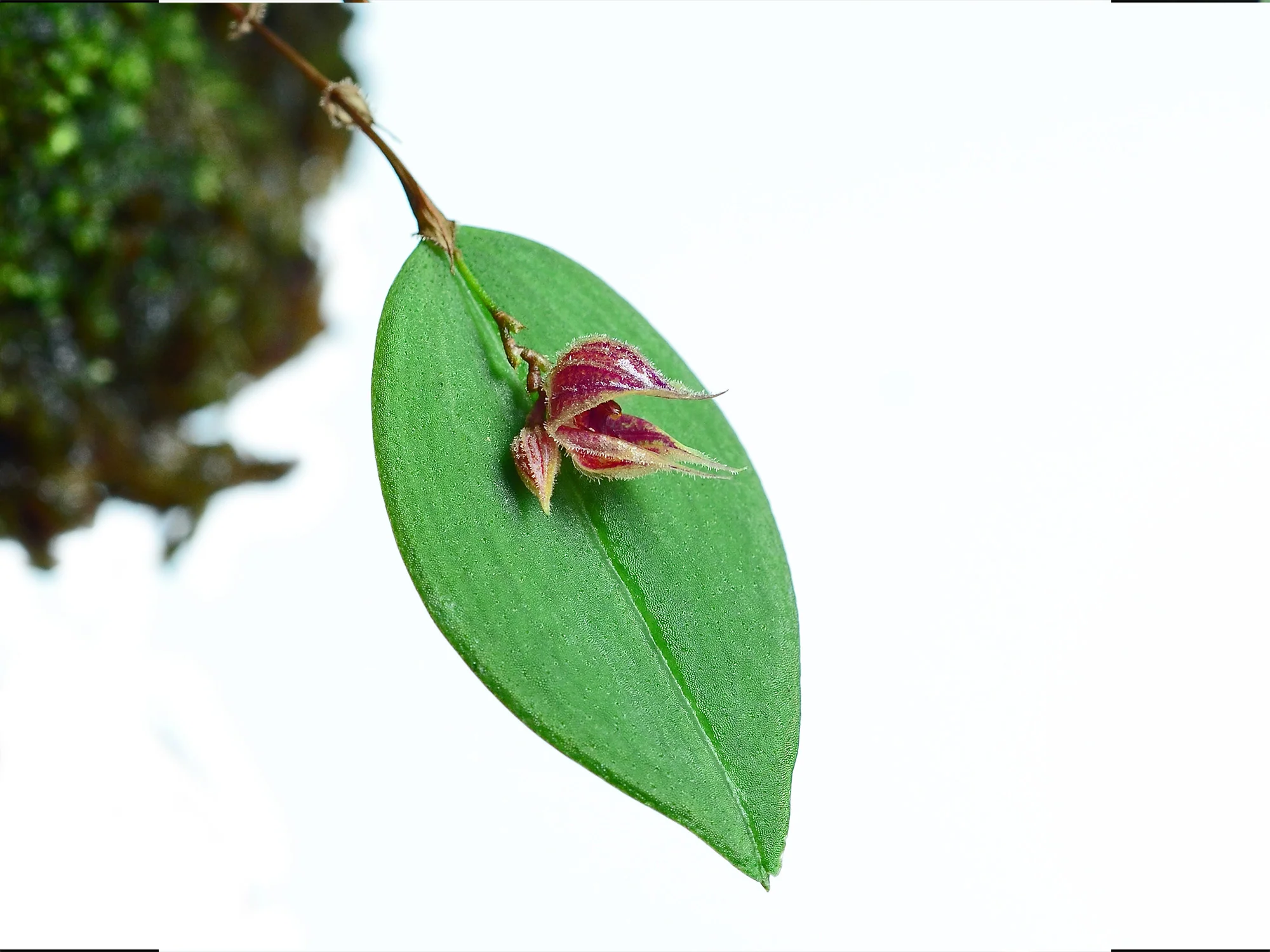 Lepanthes pelvis