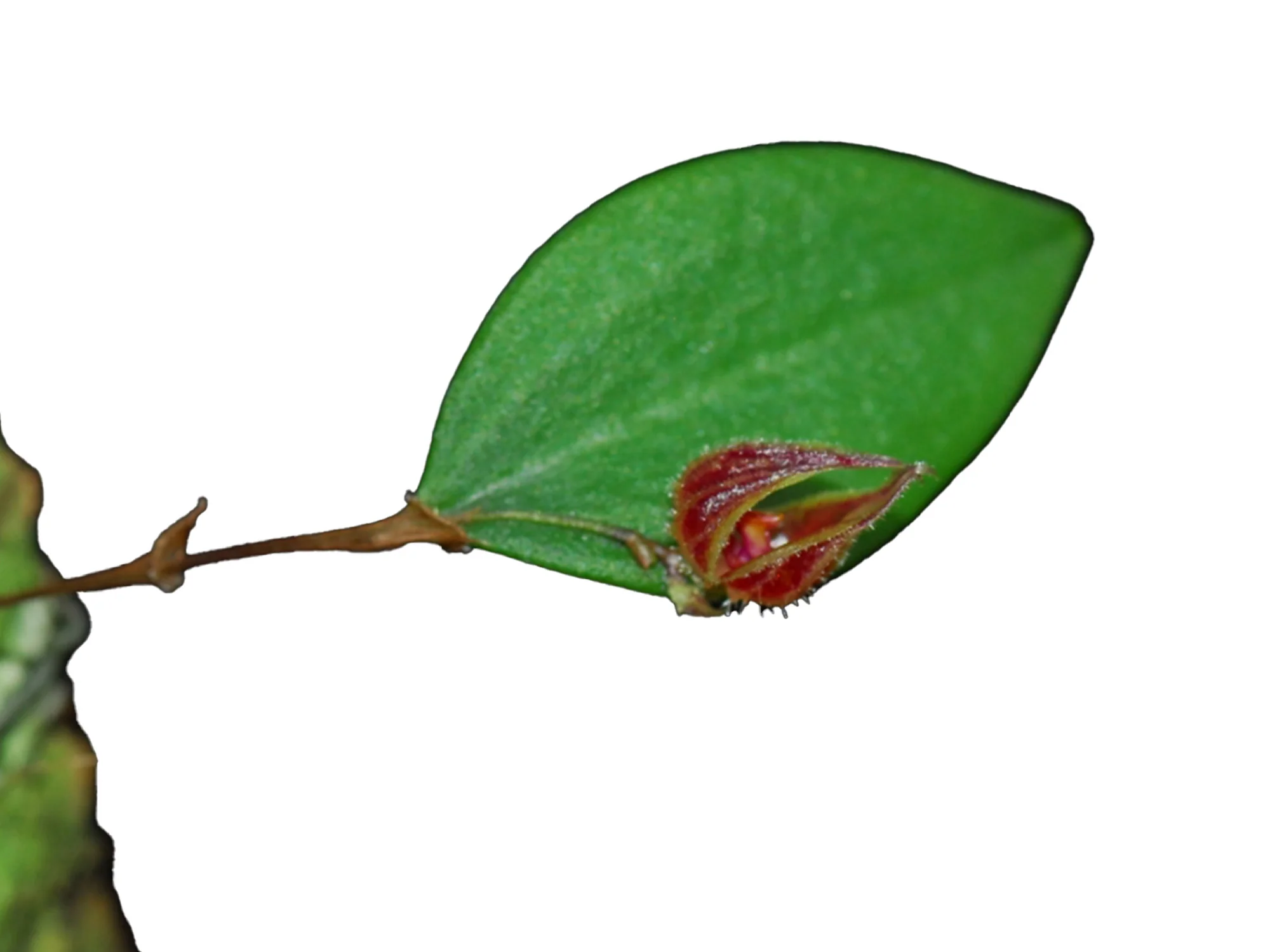 Lepanthes pelvis - Image 2
