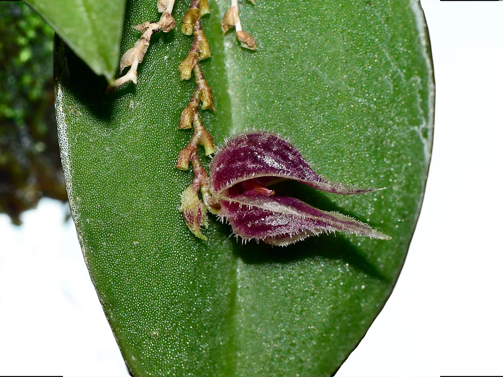 Lepanthes pelvis - Image 3