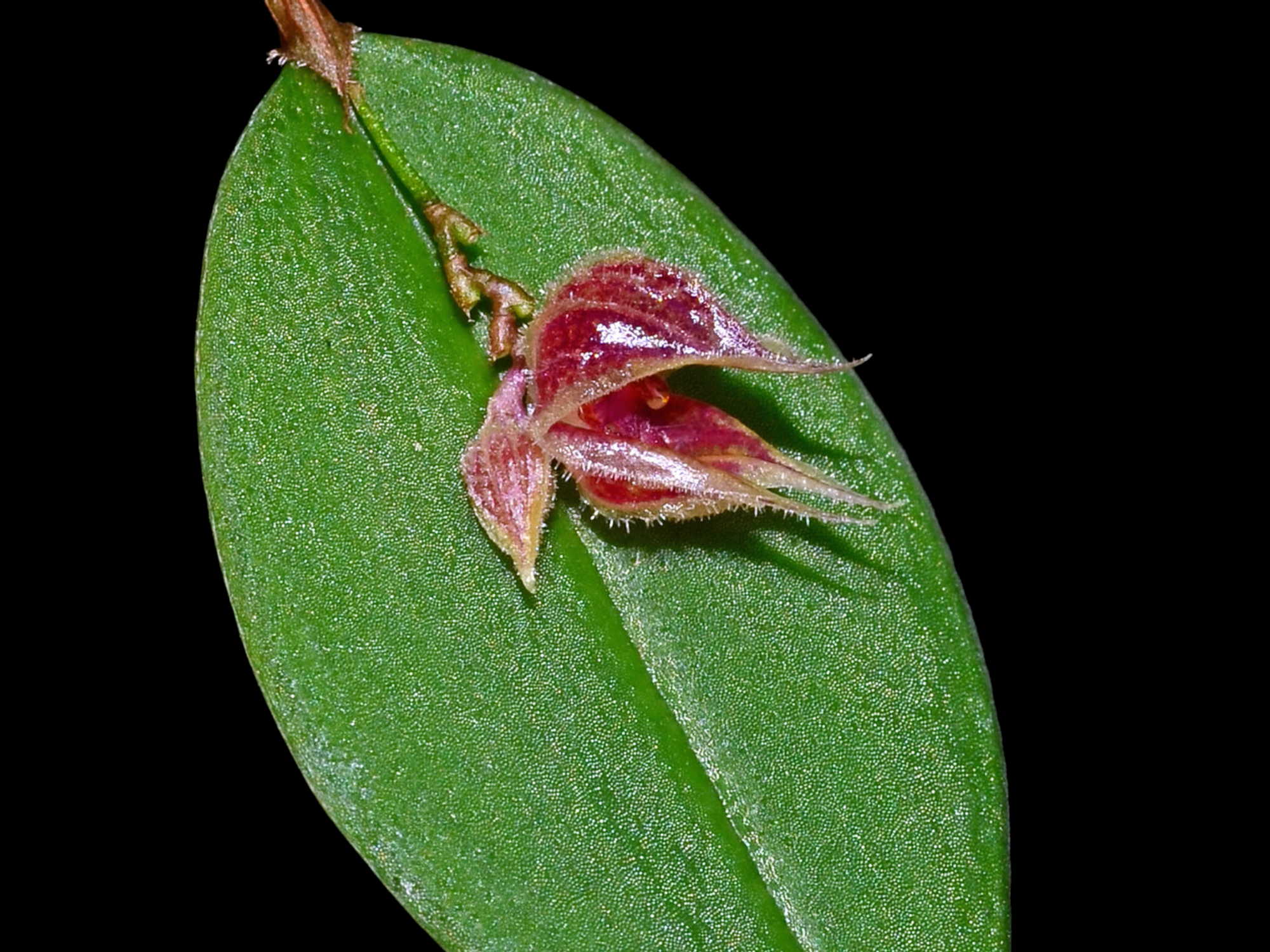 Lepanthes pelvis - Image 4