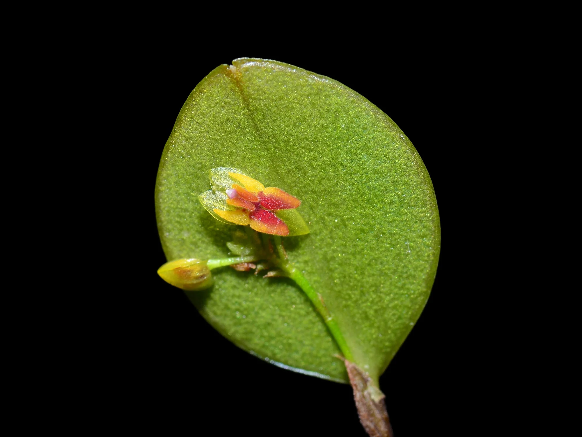 Lepanthes rudicola
