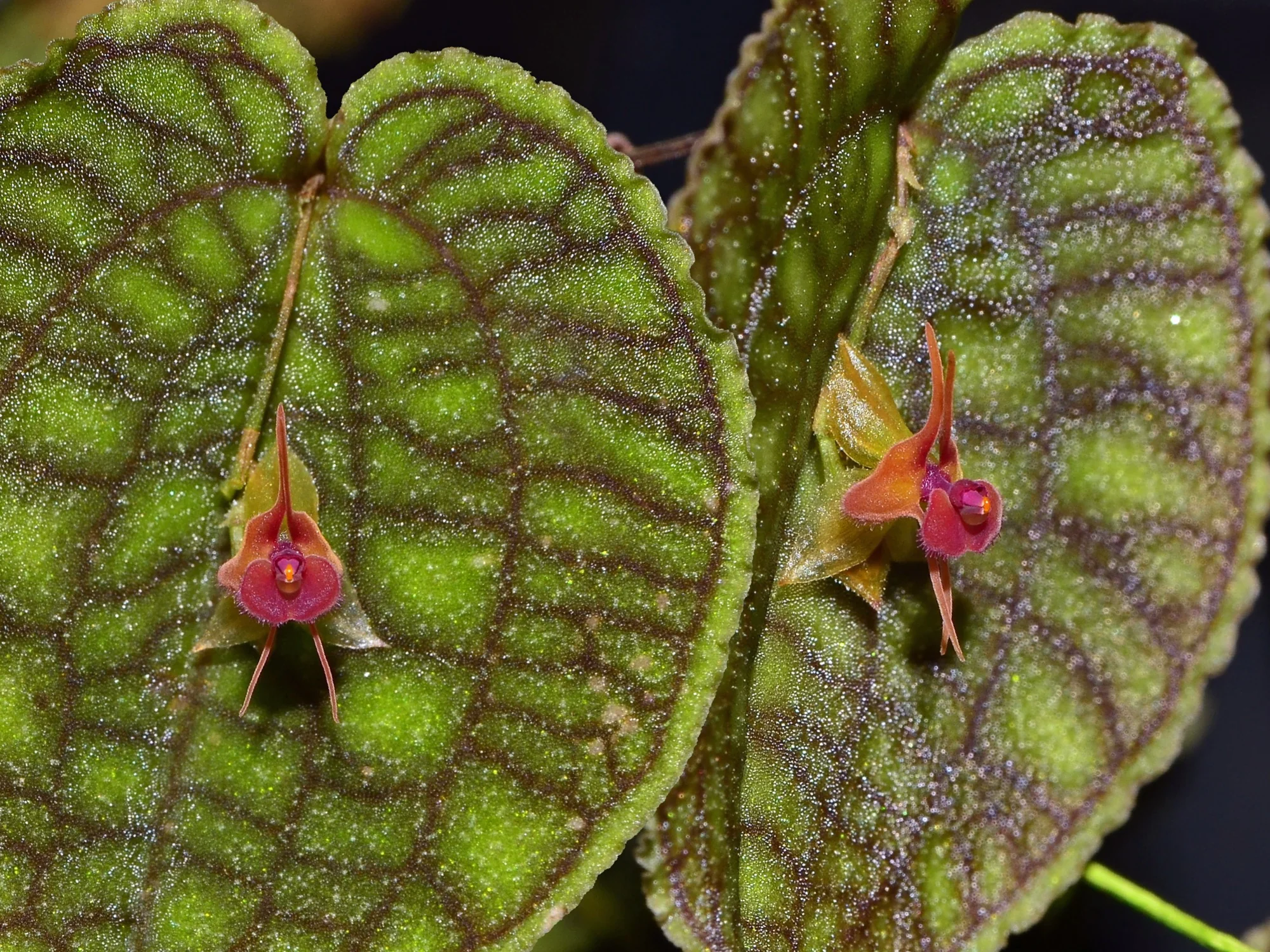 Lepanthes Jmcalsa OP in vitro