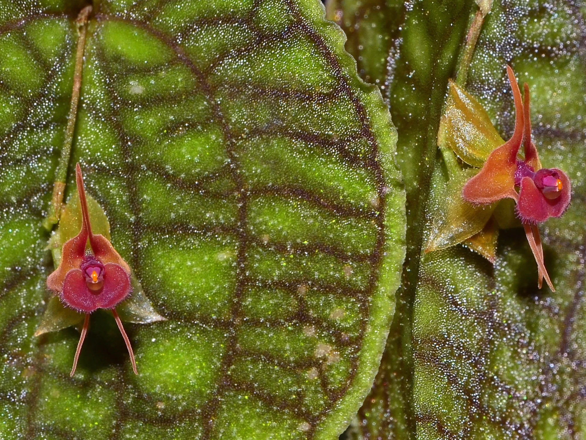 Lepanthes Jmcalsa OP in vitro - Image 2