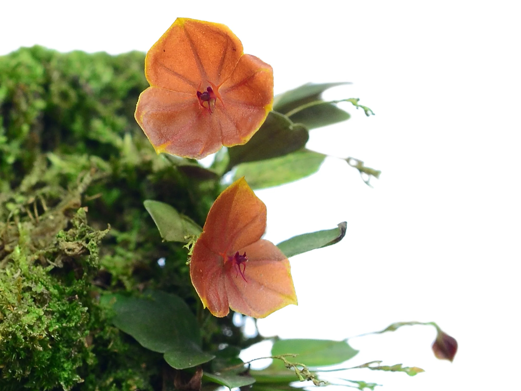 Lepanthes telipogoniflora - Image 2