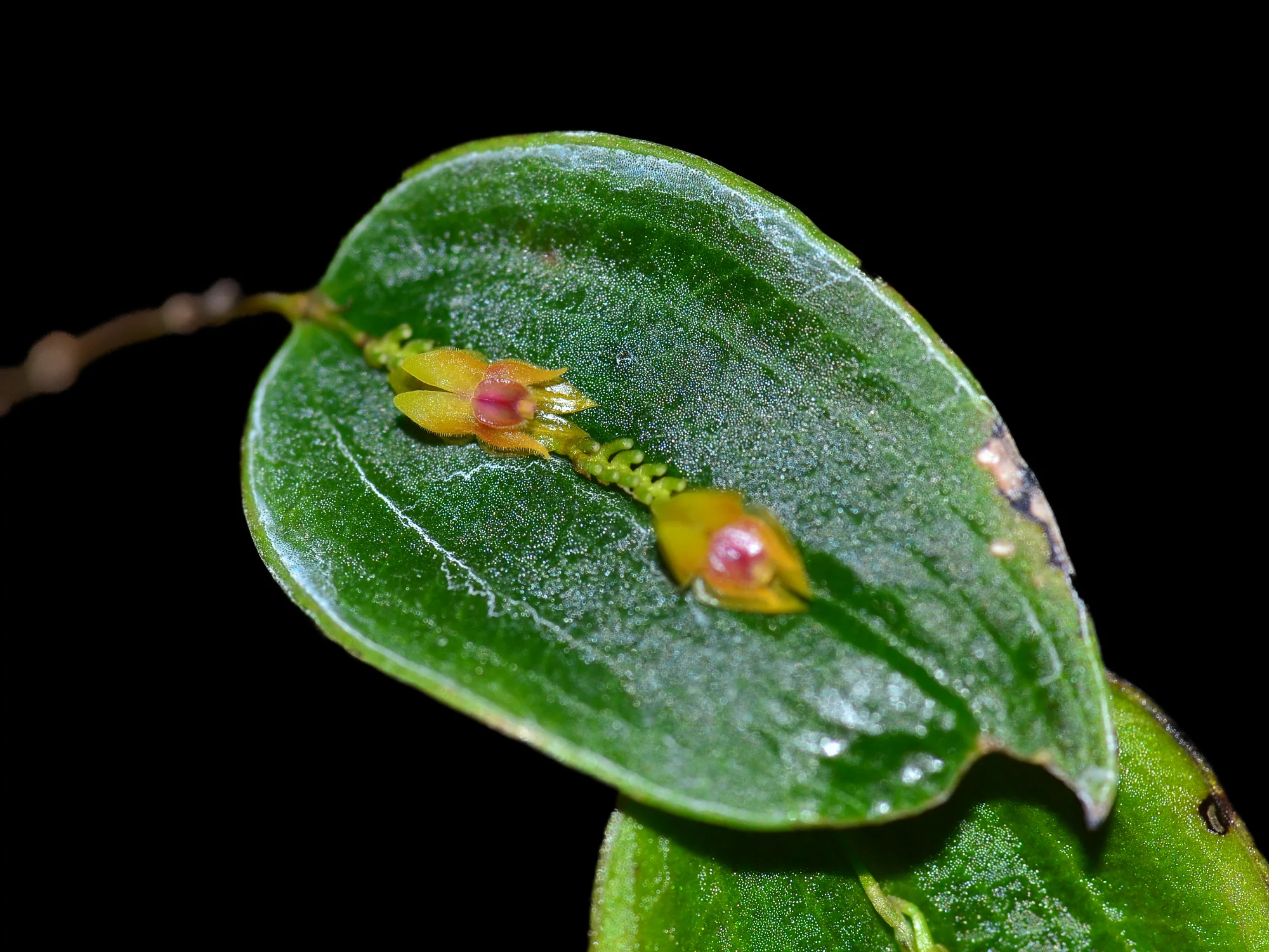 Lepanthes tortilis - Image 2