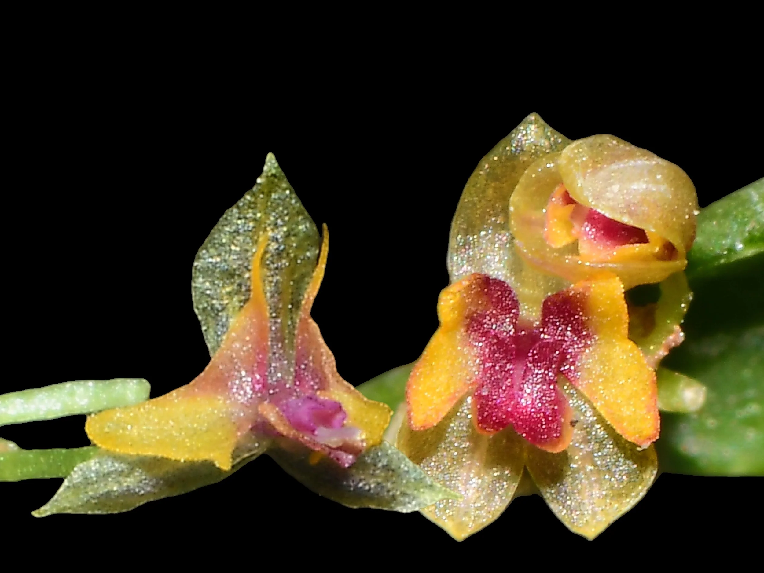Lepanthes volador x L. mariposa OP in vitro