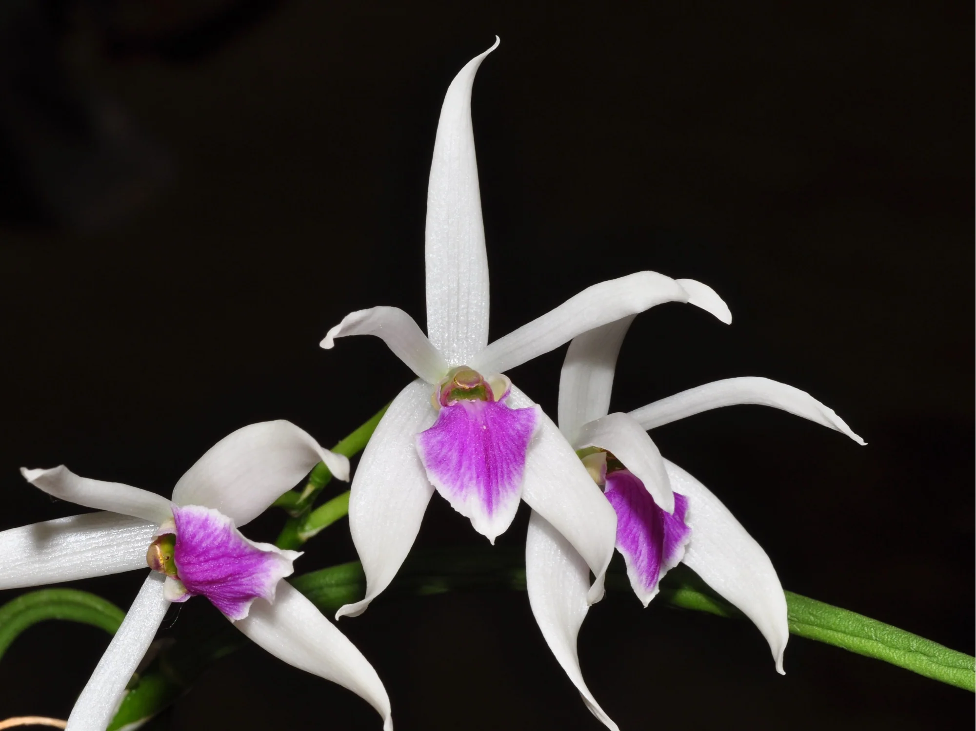 Leptotes bicolor (Topf 5,5 cm) - Image 3