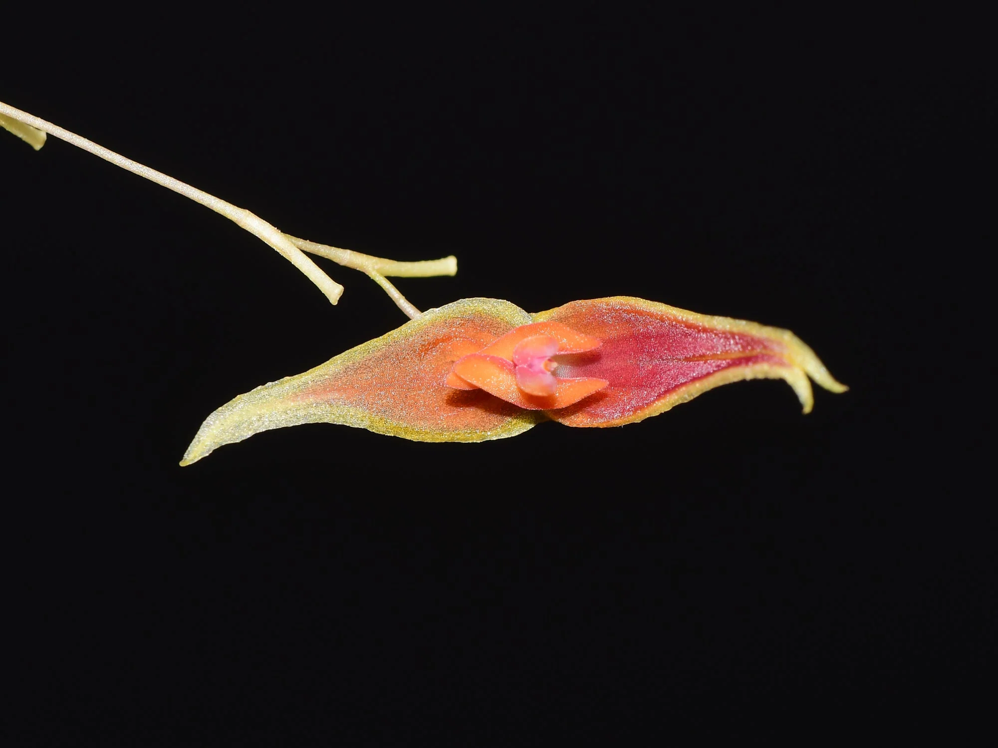 Lepanthes Barad-dur