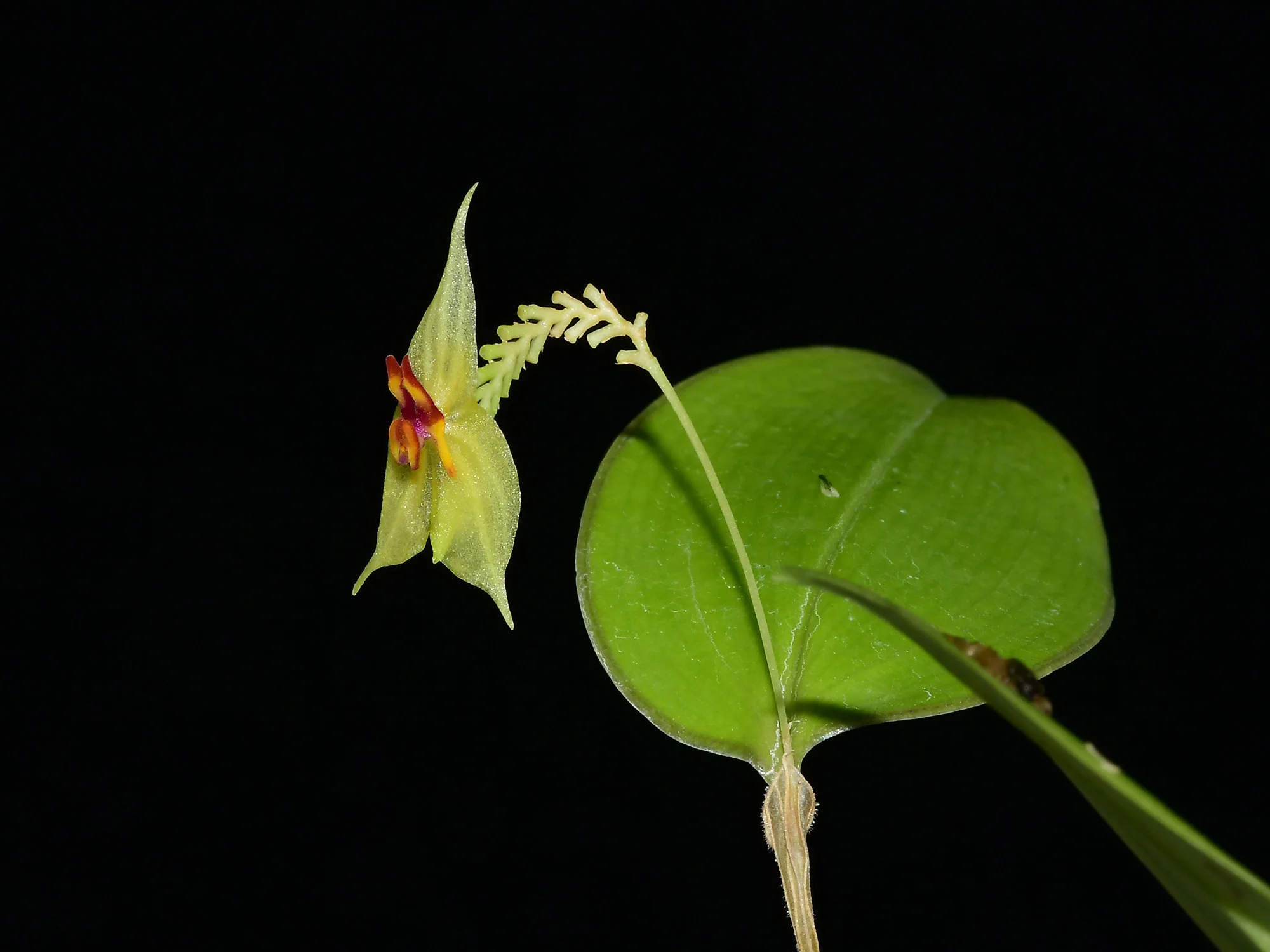 Lepanthes (nicolasii x steyermarkii) - Image 2