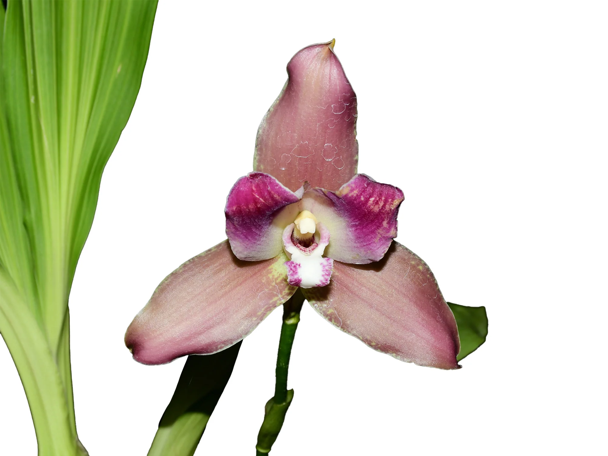 Lycaste Arthuriana var. litensis - Image 2