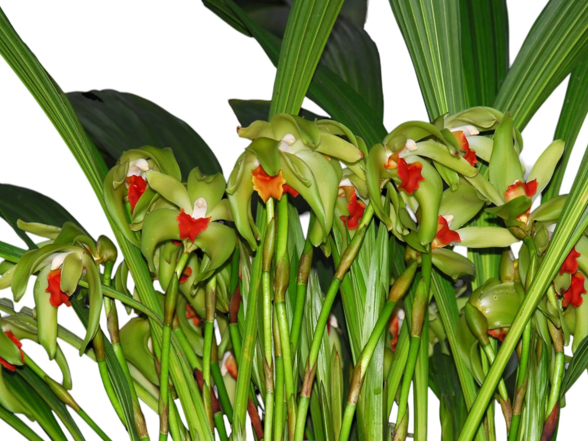 Lycaste cinnabarina