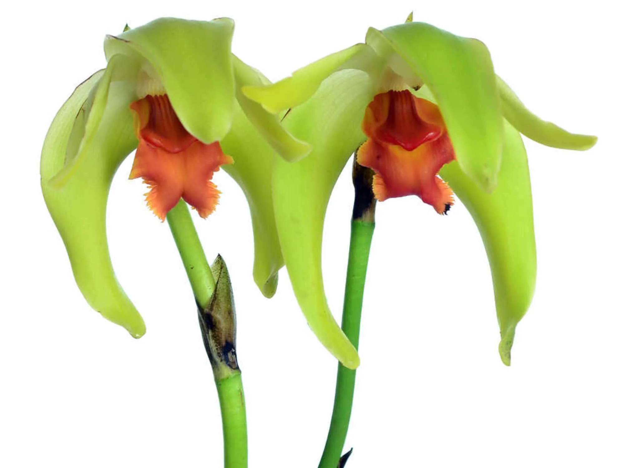 Lycaste cinnabarina - Image 2