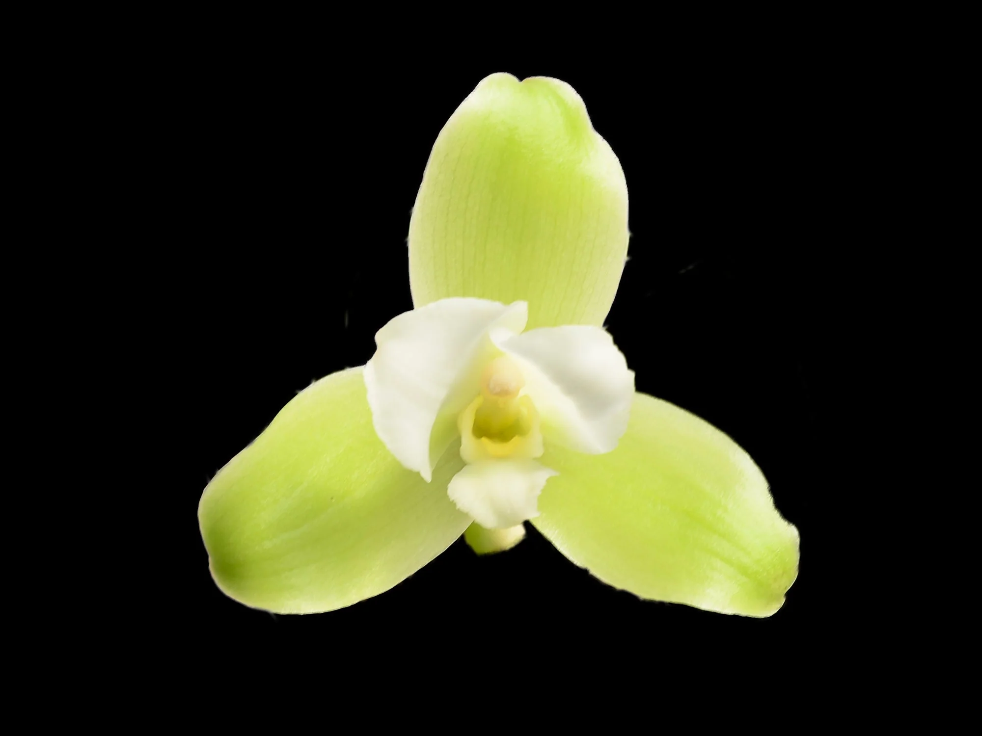 Lycaste luminosa