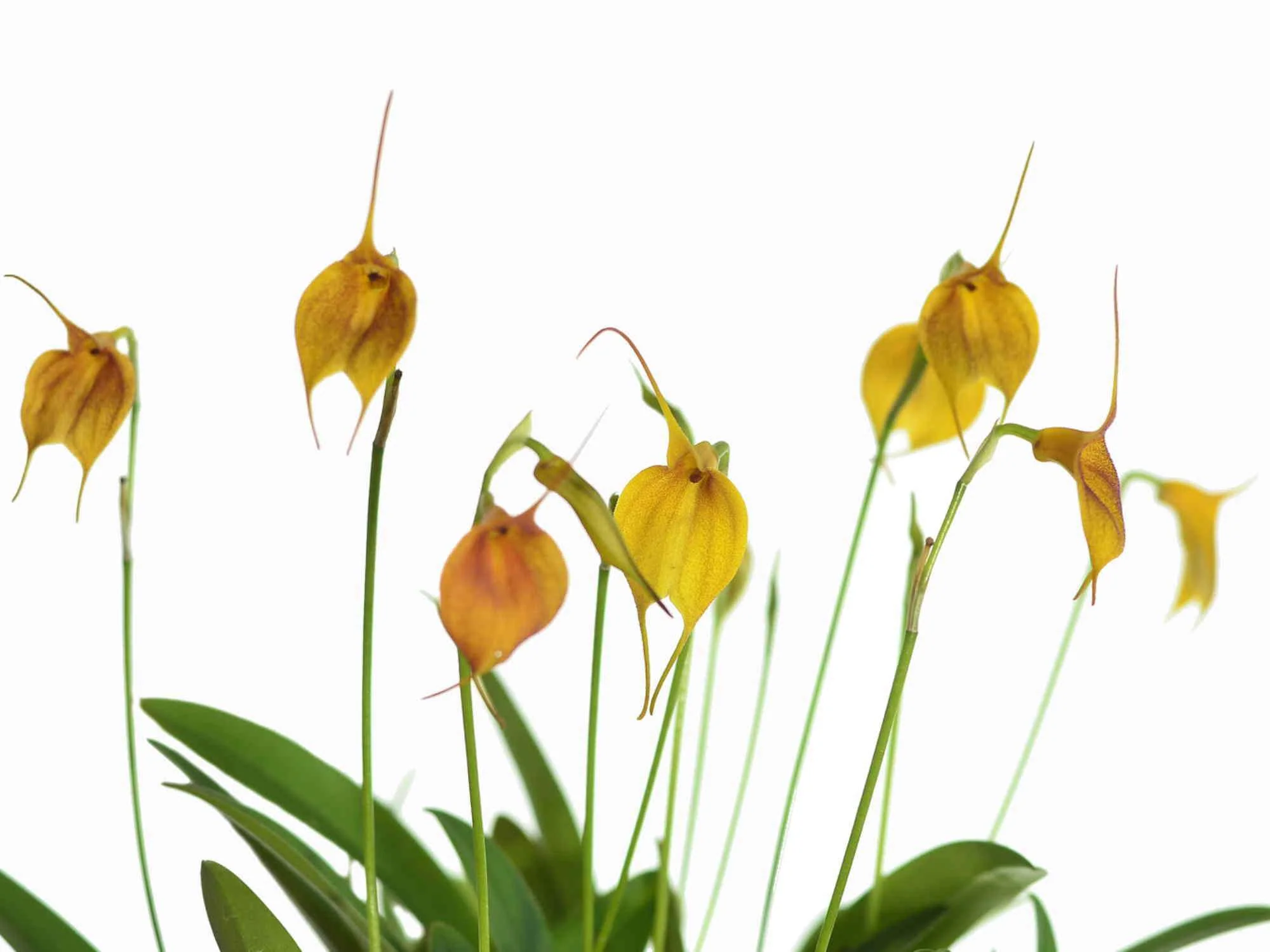 Masdevallia Sol del Medio Dia