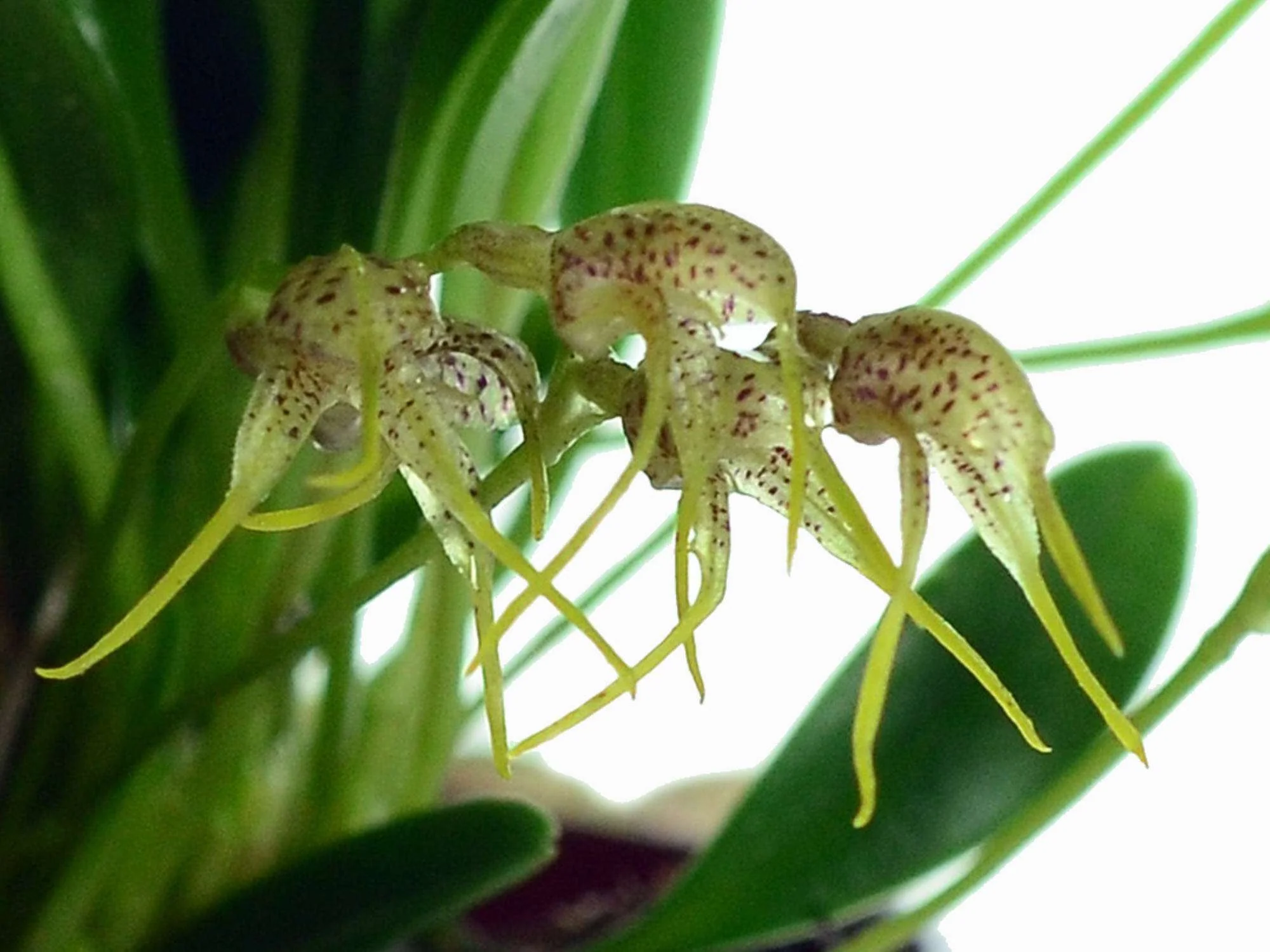 Masdevallia anceps