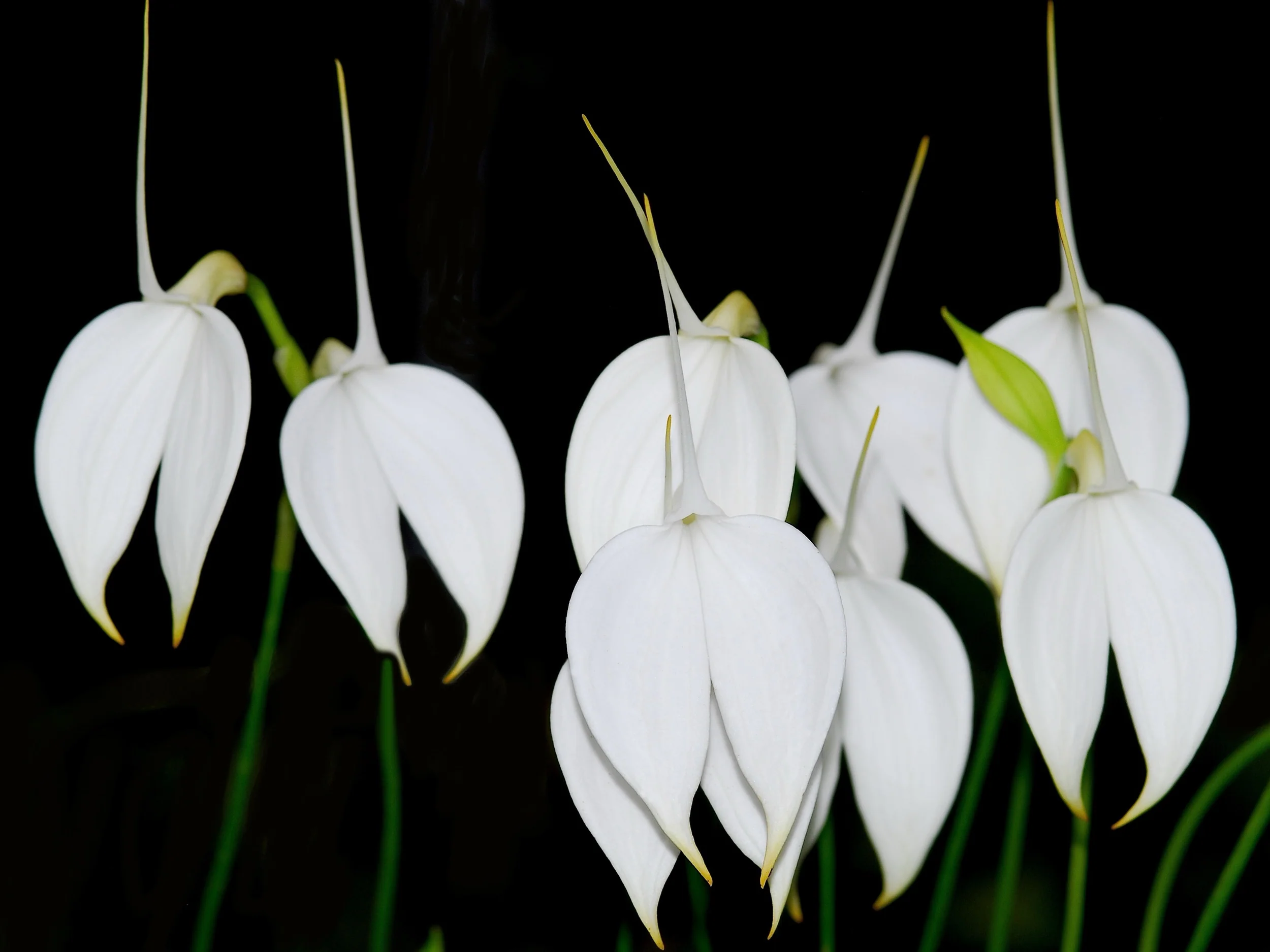Masdevallia coccinea f. Alba