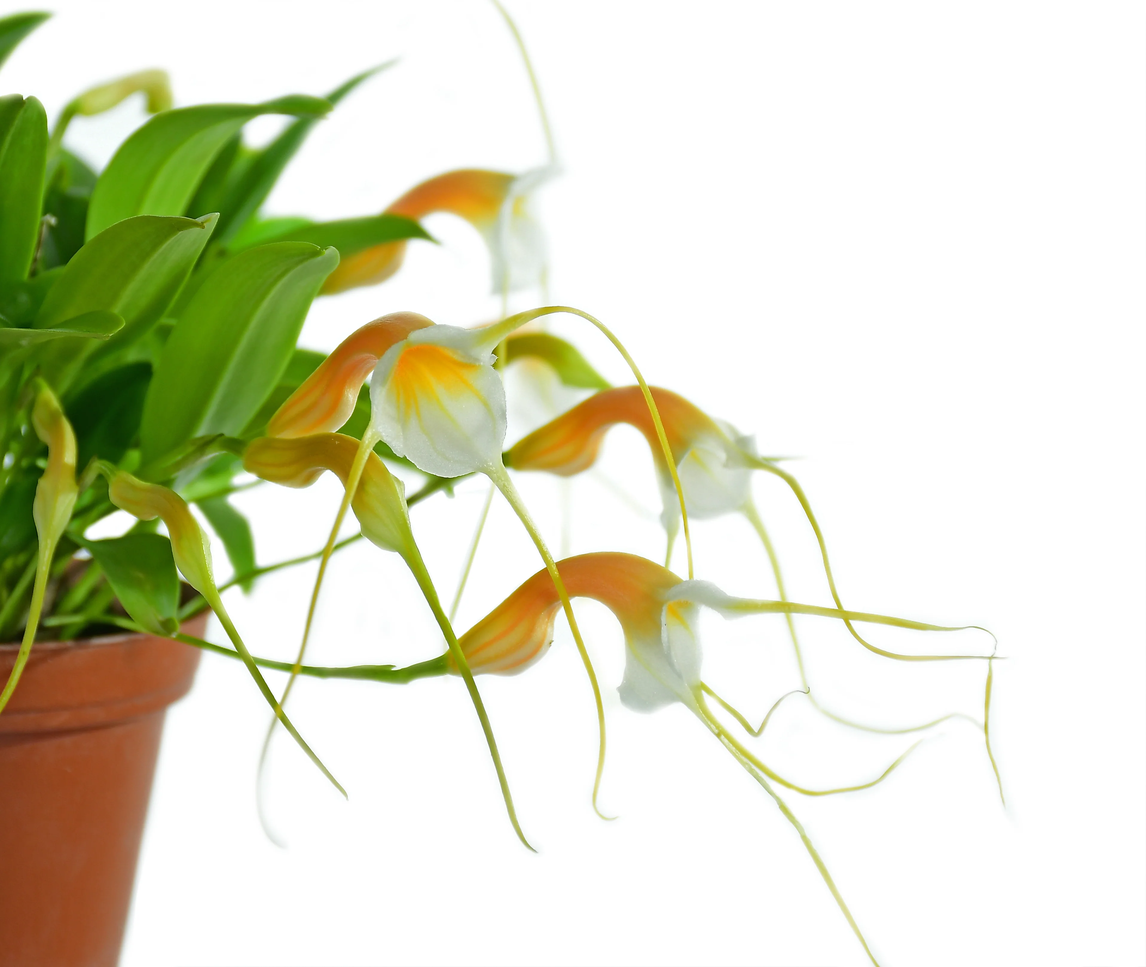 Masdevallia constricta OP in vitro