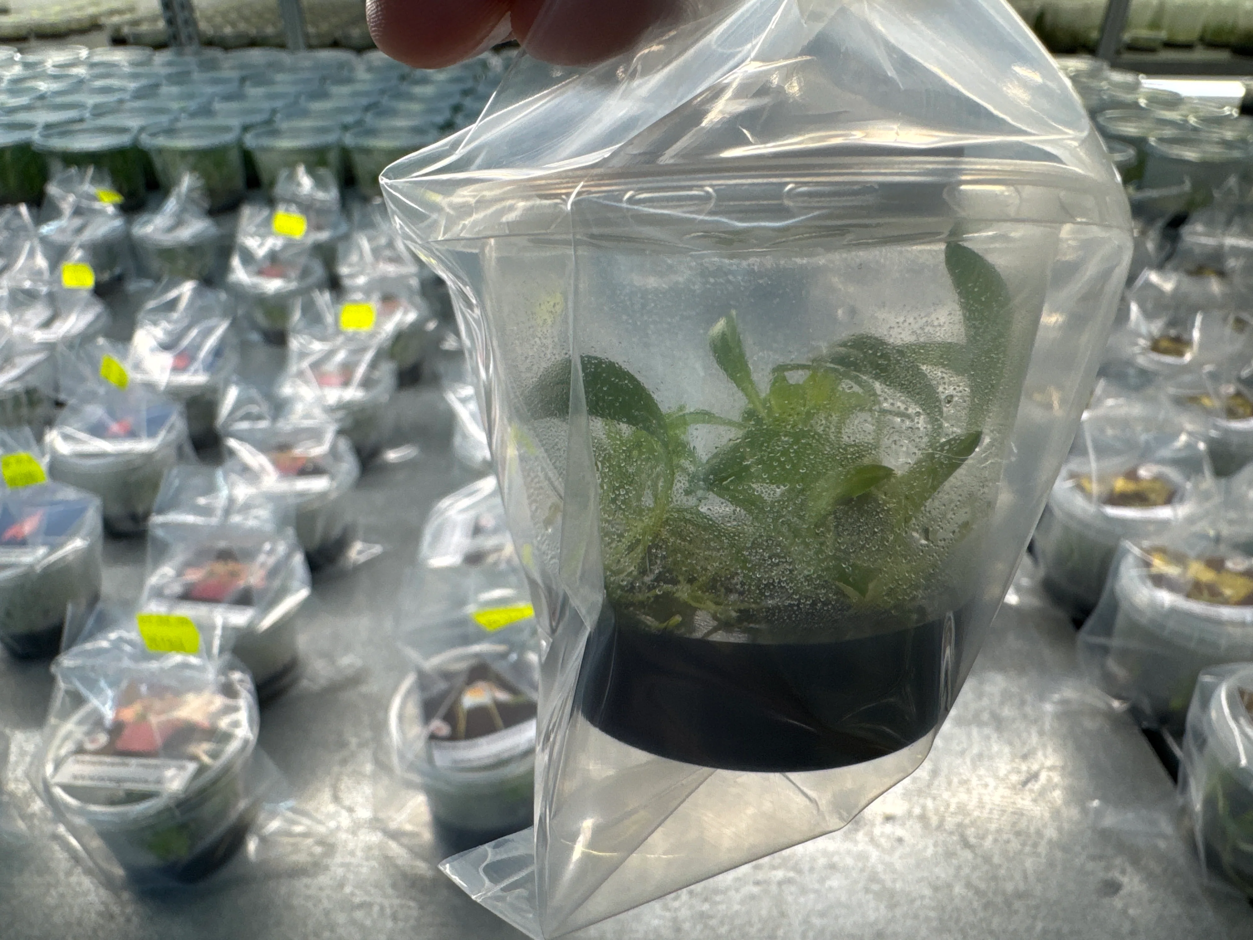 Masdevallia constricta OP in vitro - Image 2