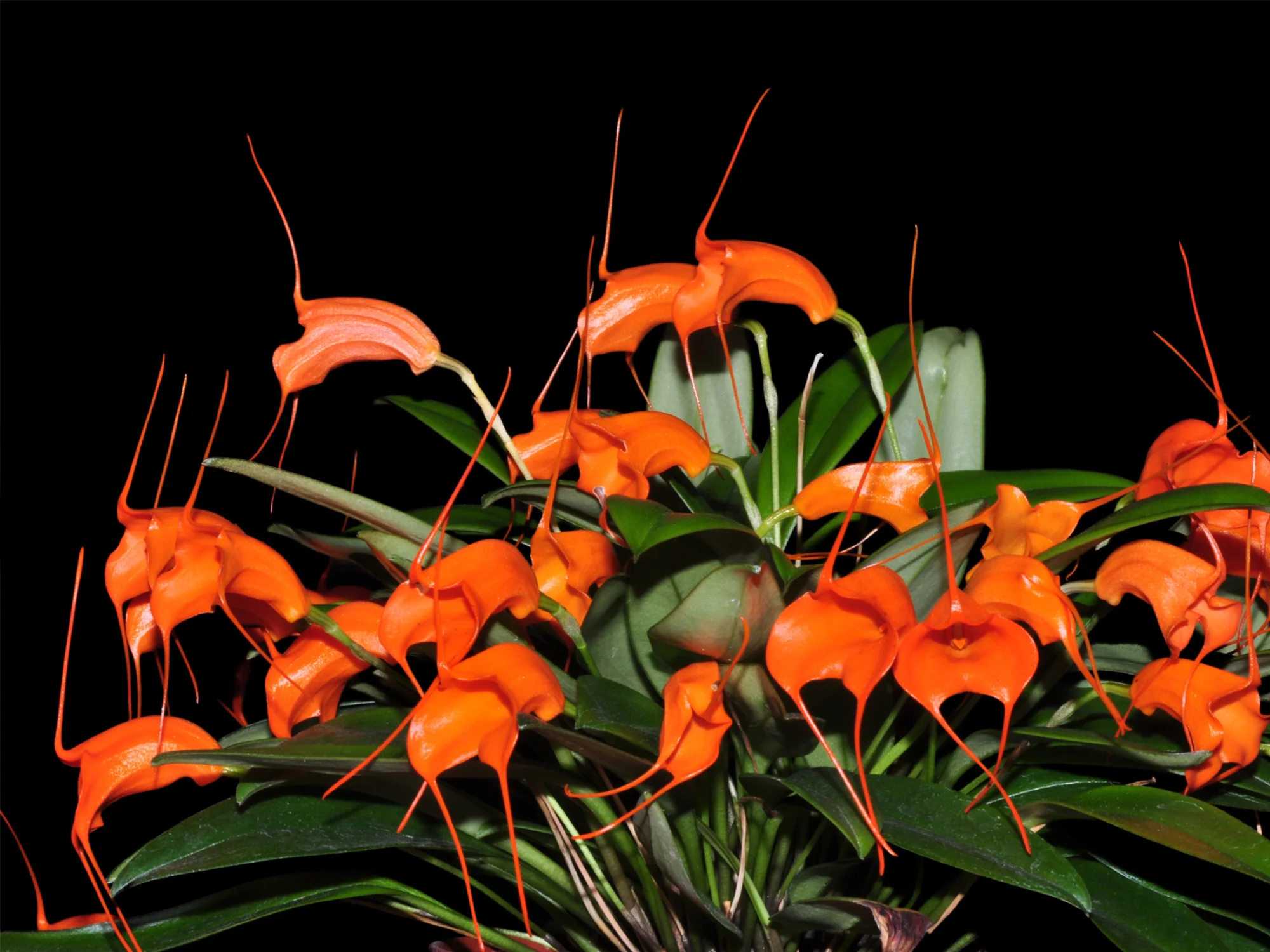 Masdevallia hirtzii - Image 2