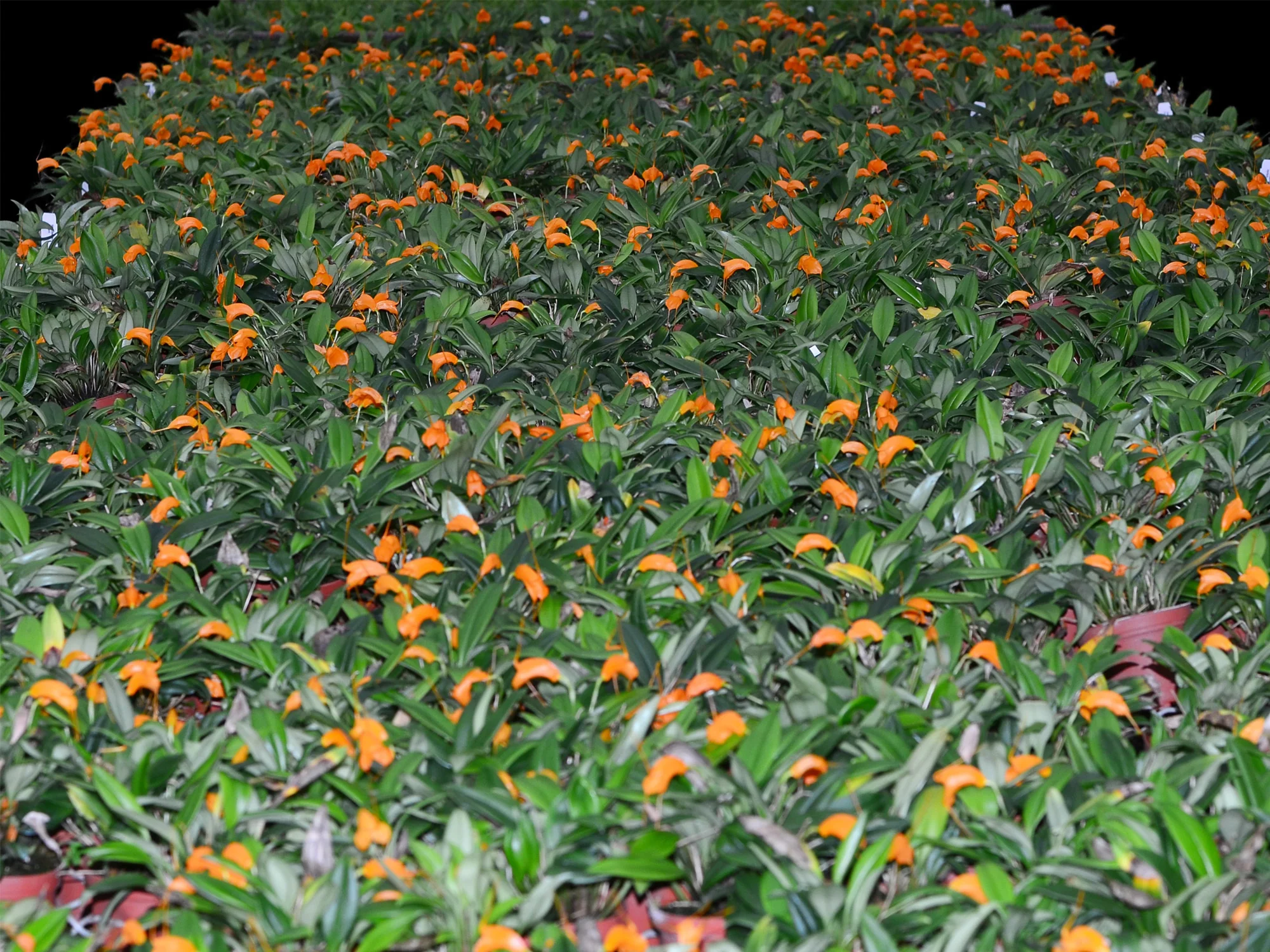 Masdevallia hirtzii - Image 3