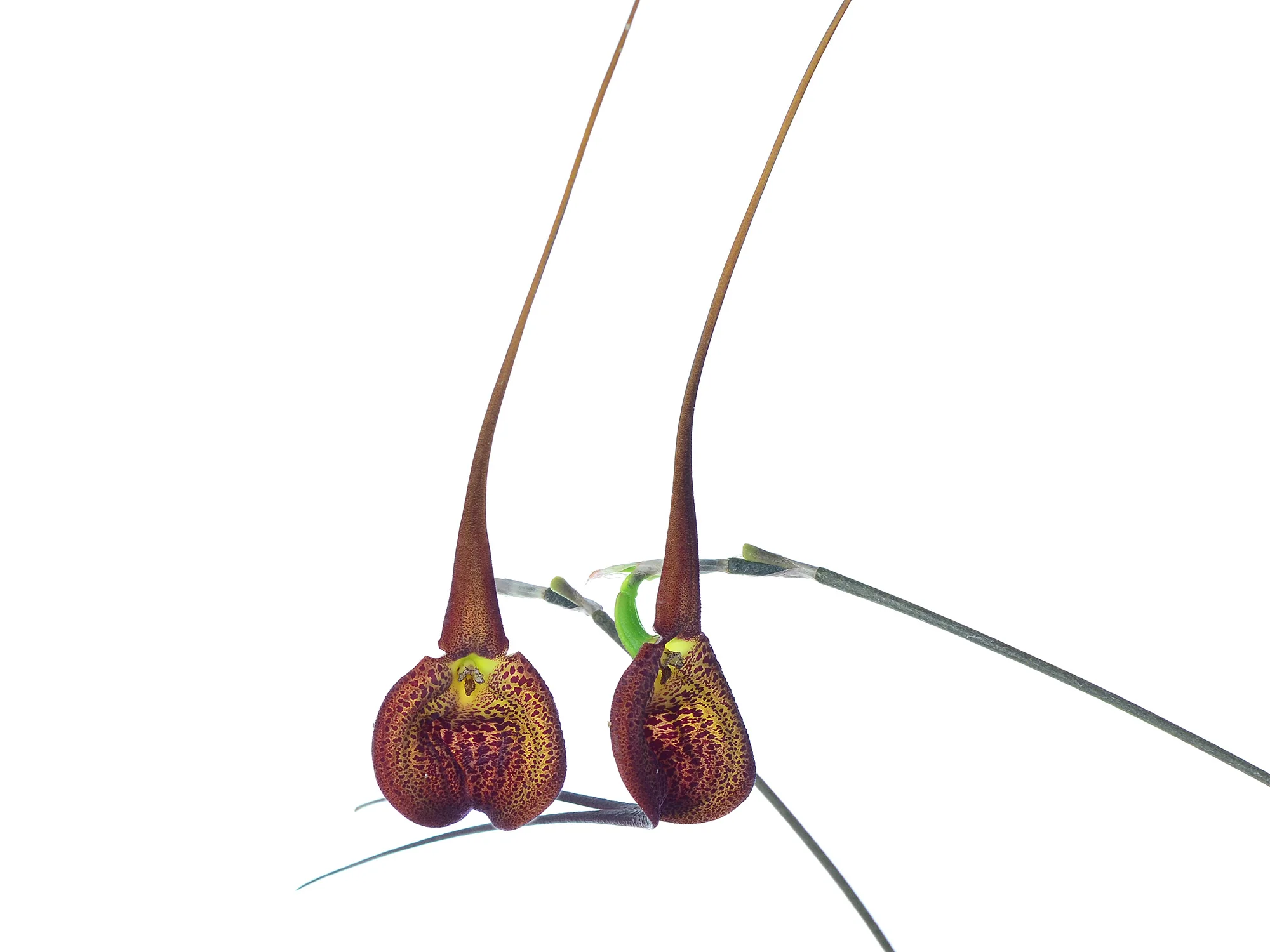 Masdevallia princeps - Image 2