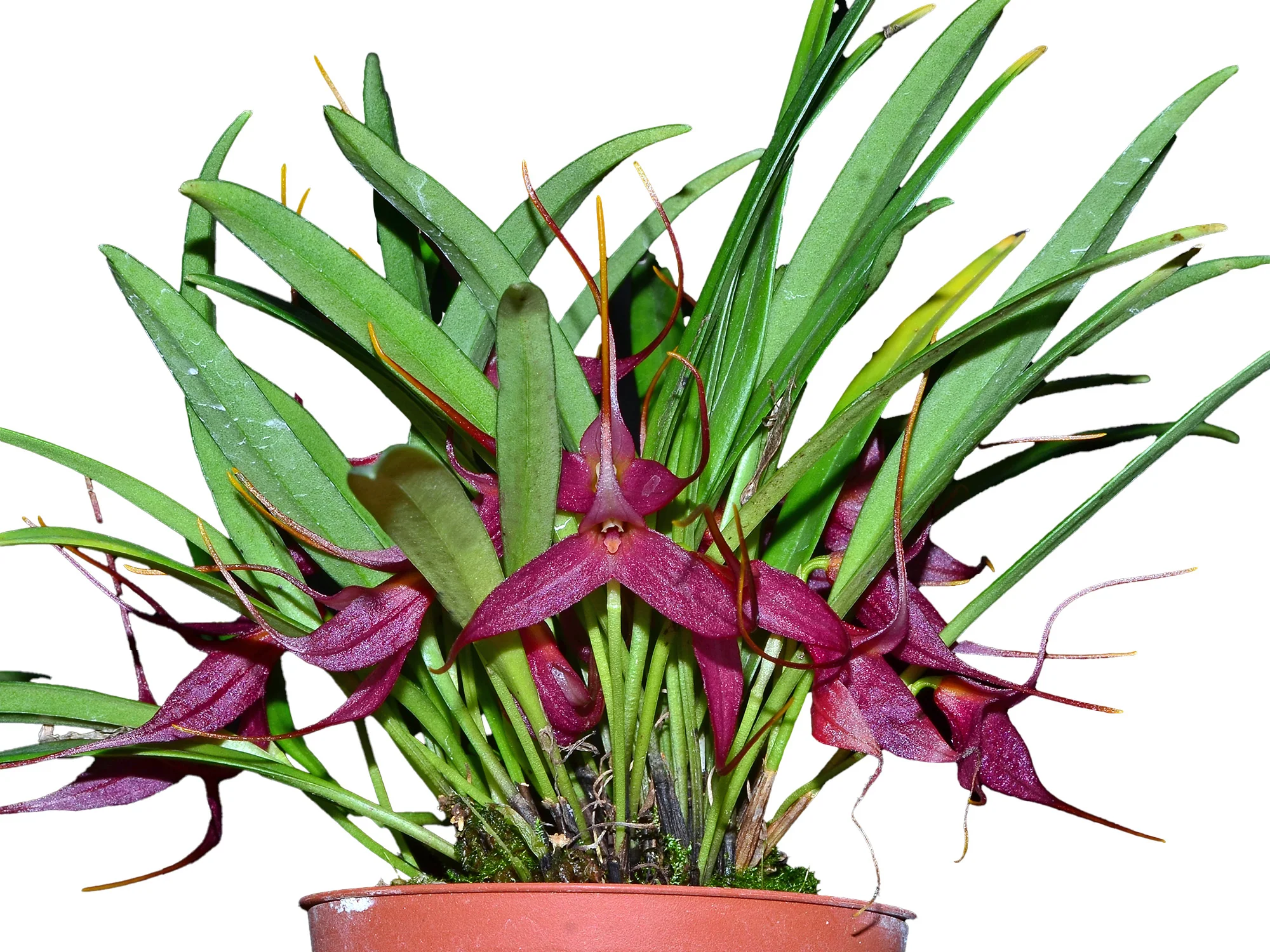 Masdevallia roseola