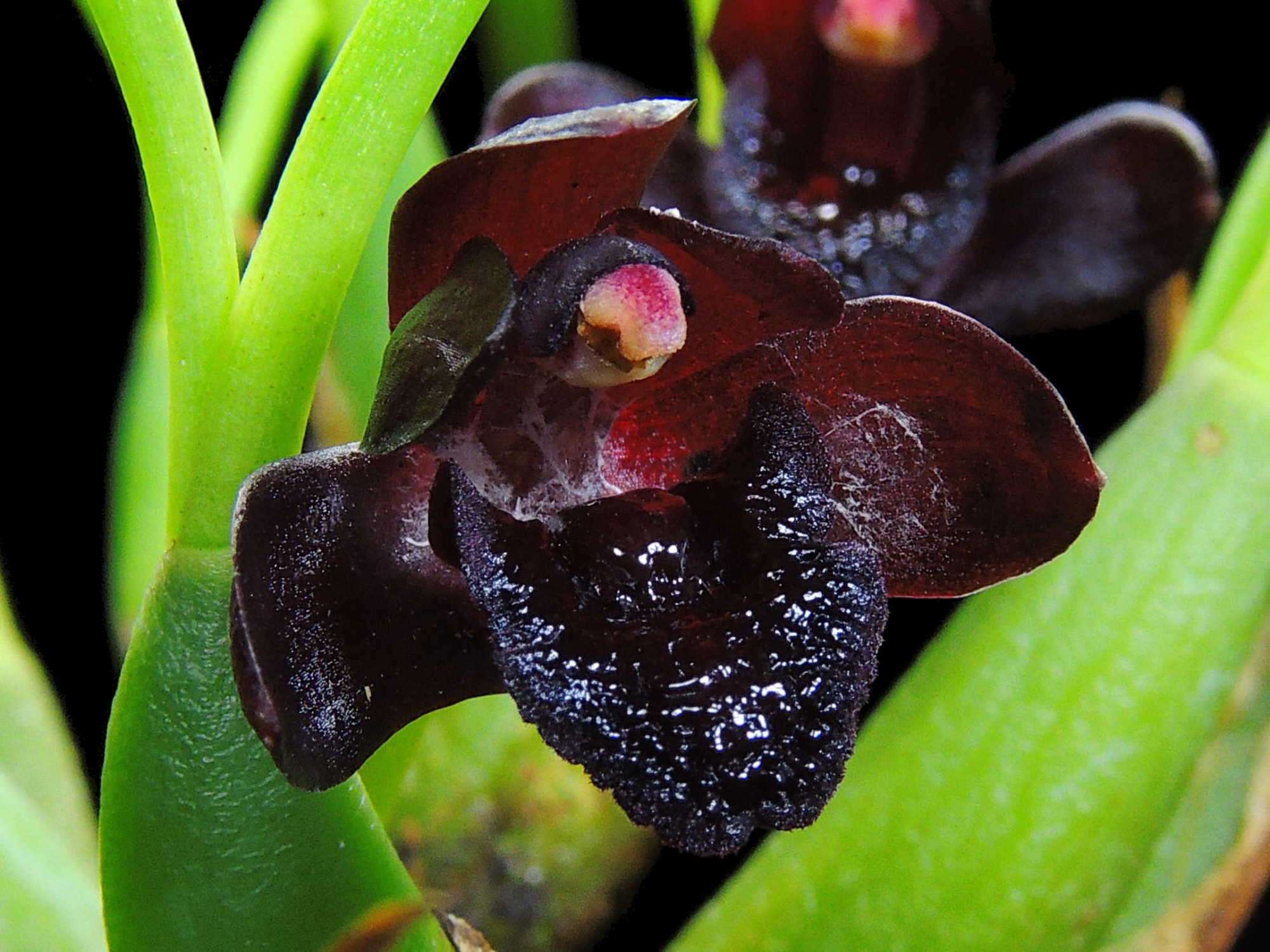 Maxillaria schunkeana OP in vitro