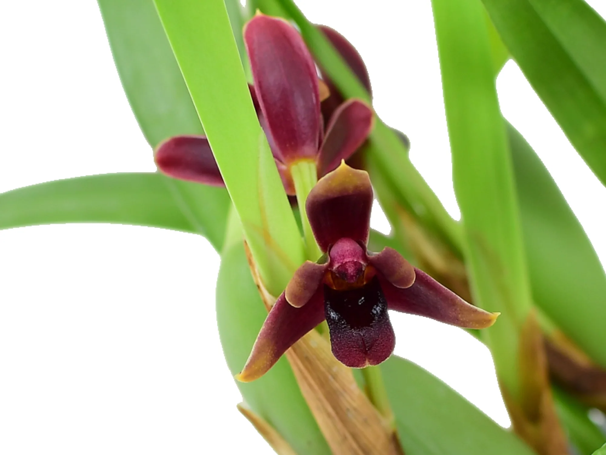 Maxillaria variabilis 'Dark' 5,5 cm pot